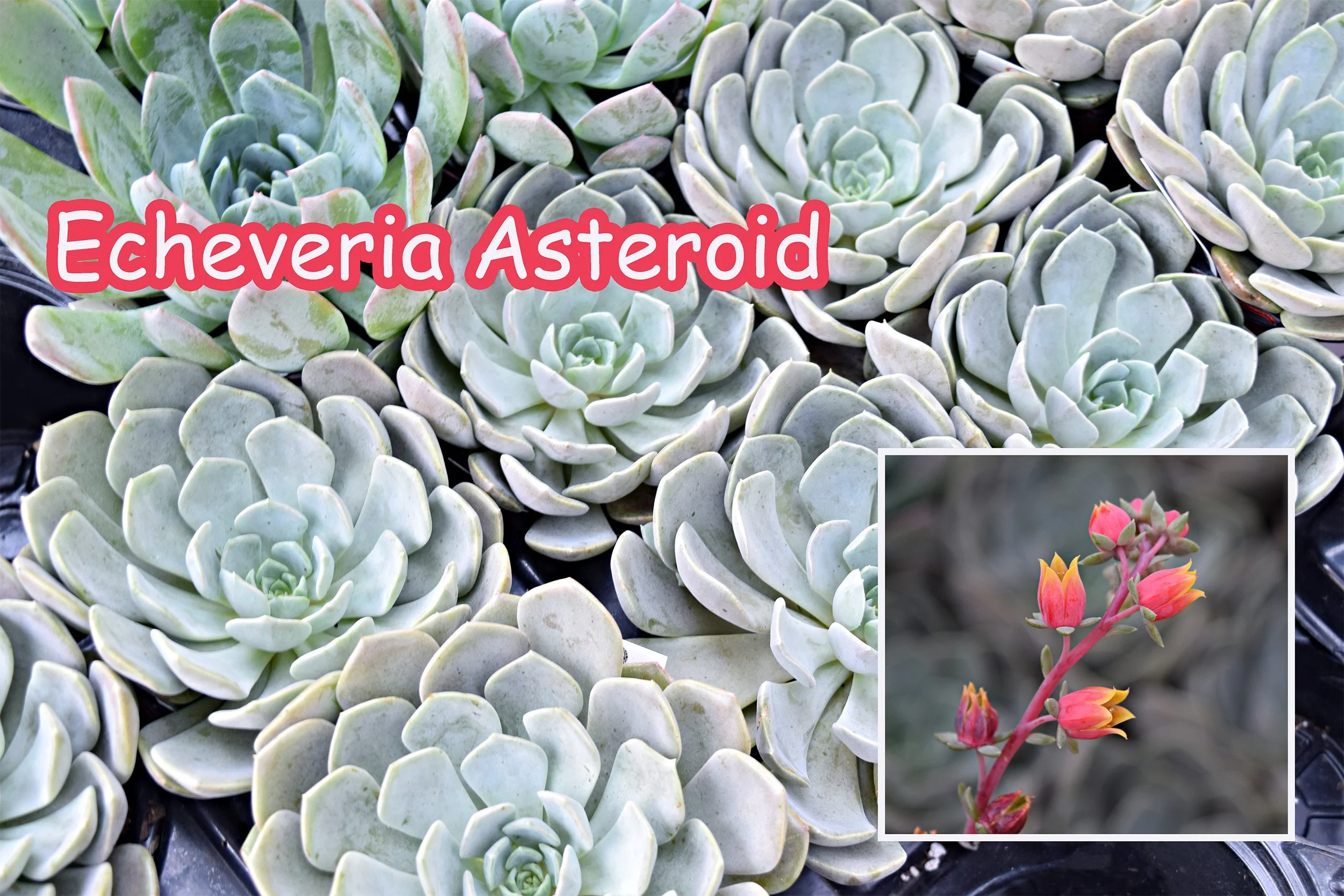 echeveria asteroid.jpg