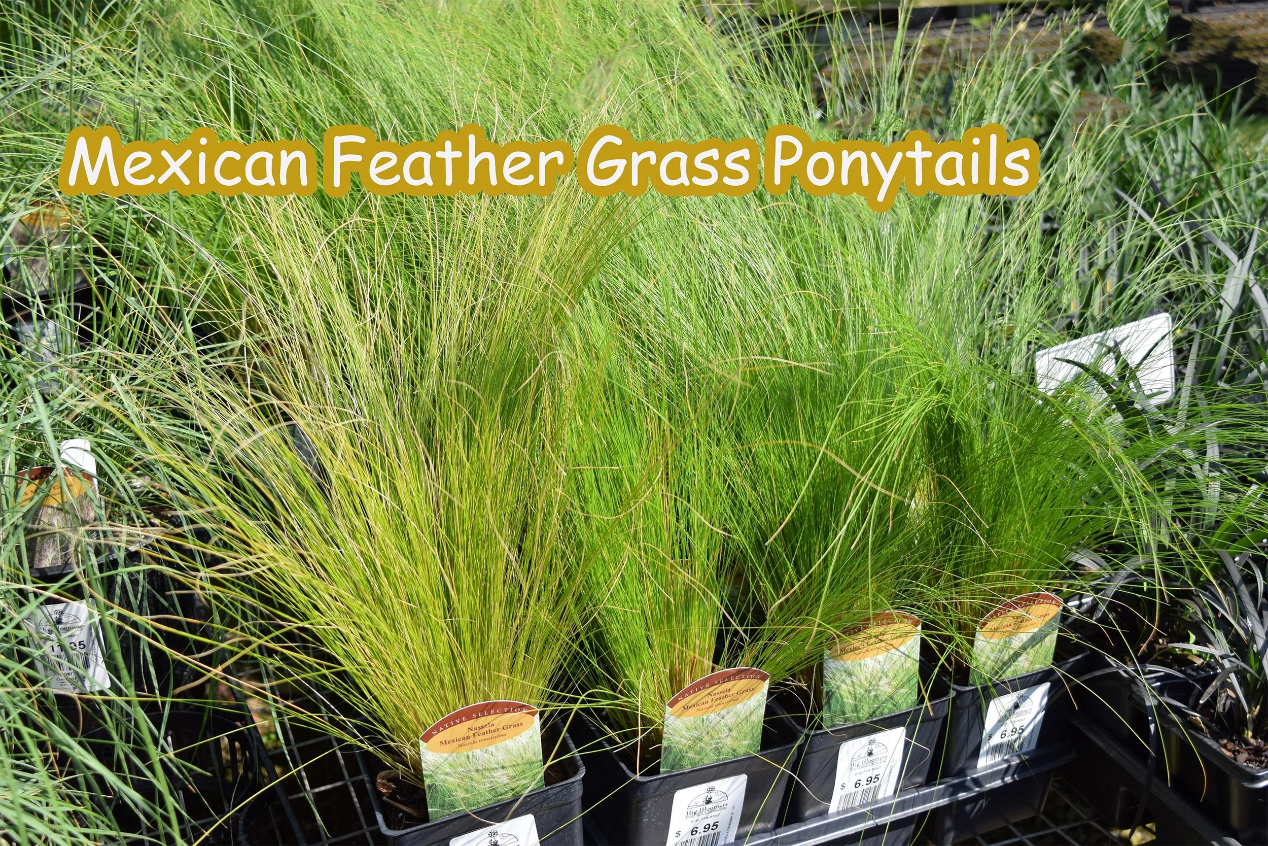 mexican feather grass.jpg