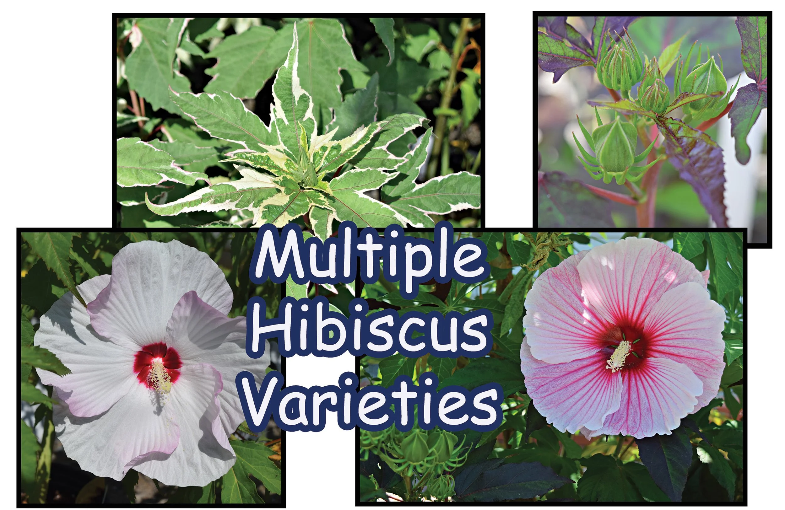hibiscus.jpg