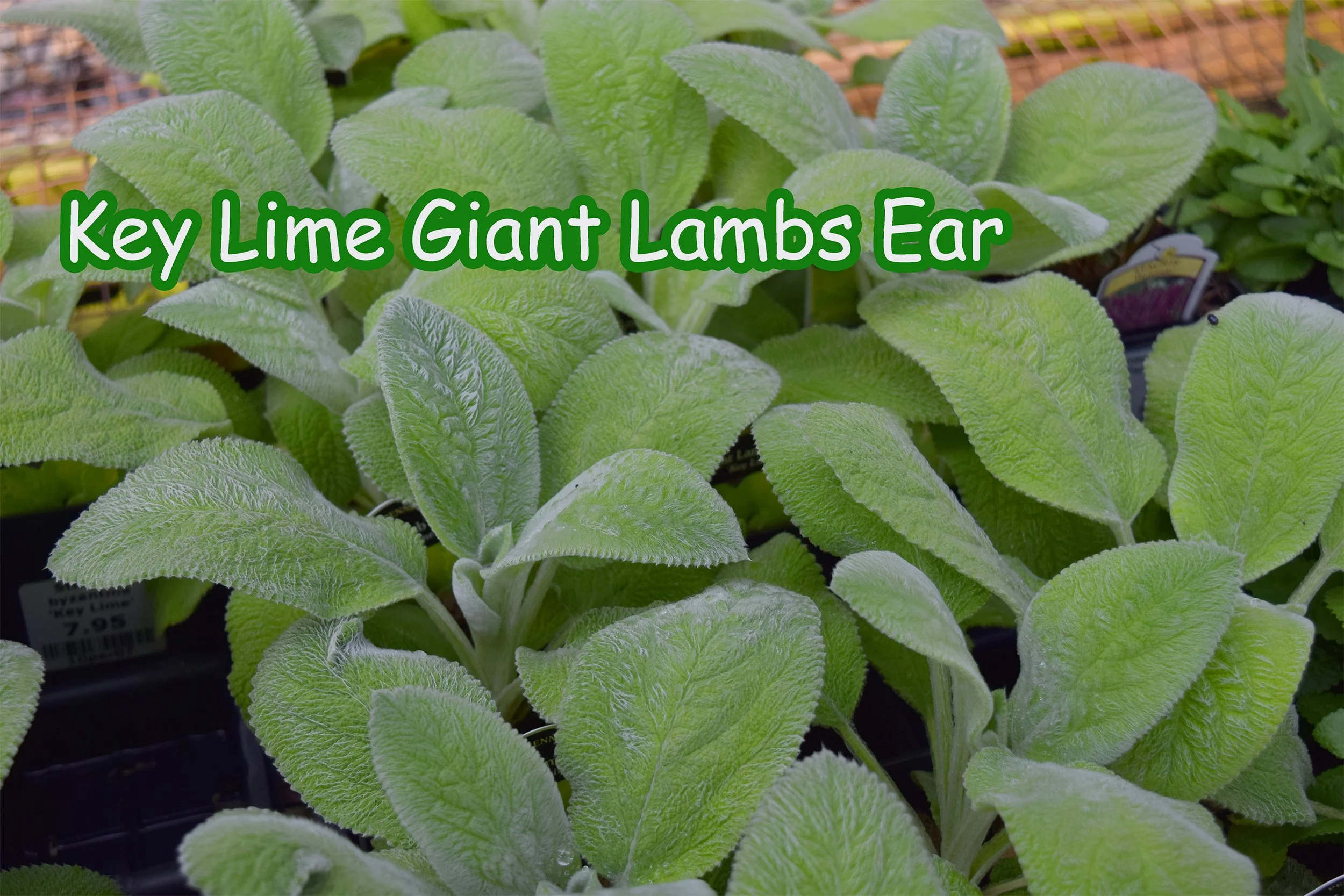 key lime giant lambs ear.jpg