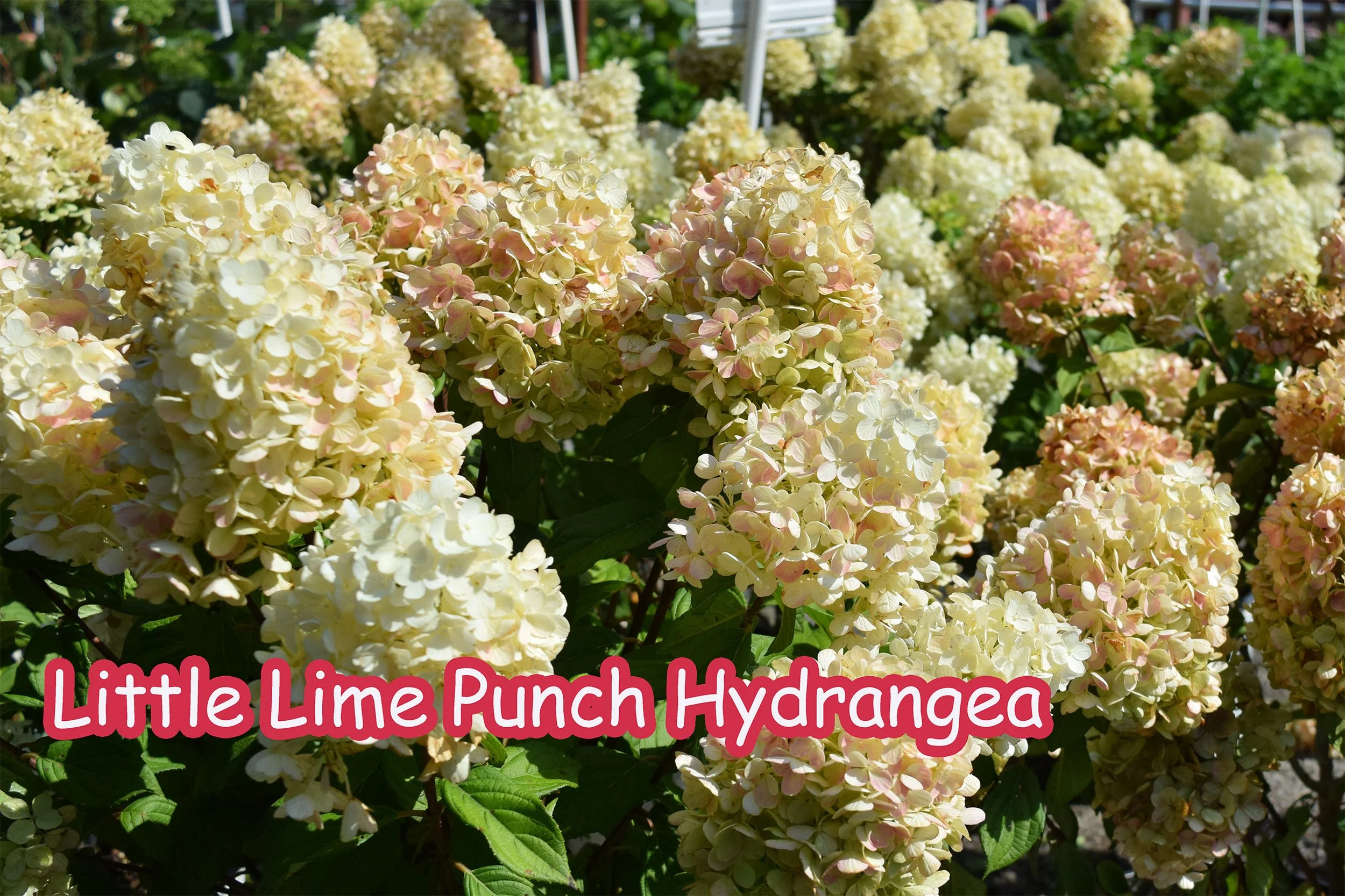 lime punch hydrangea.jpg
