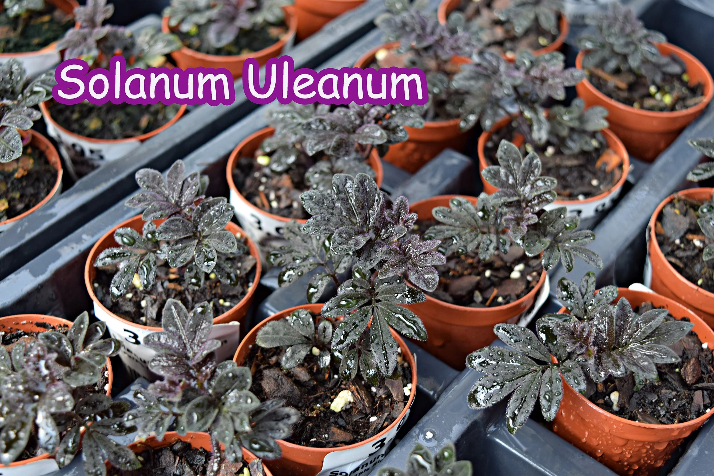 Solanum uleanum .jpg