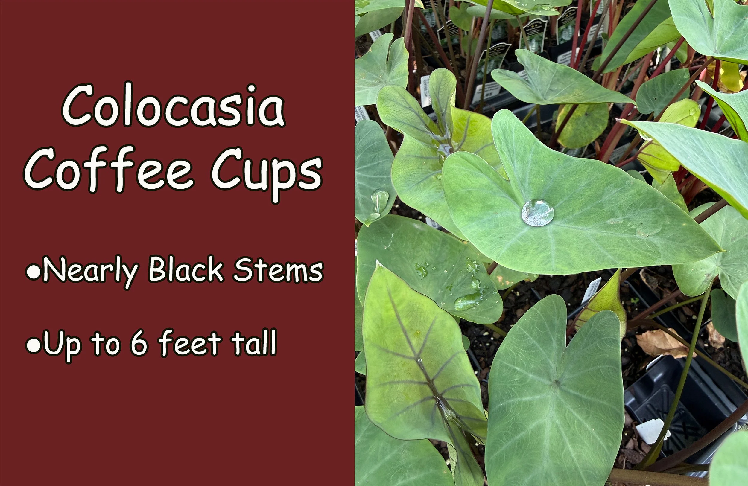 colocasia.jpg