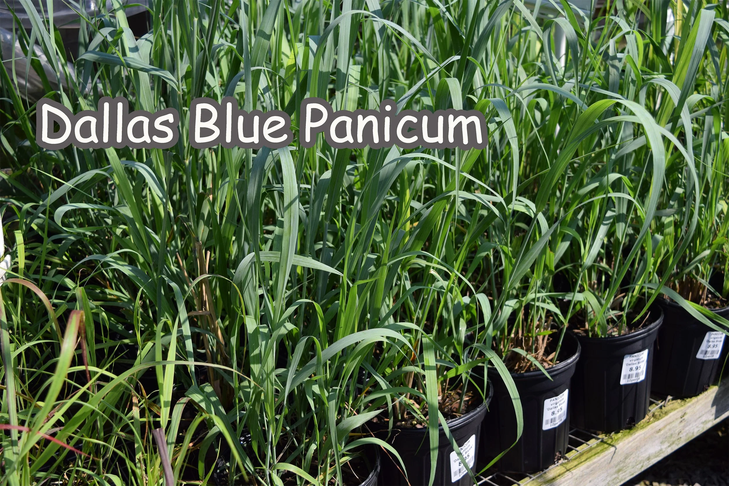dallas blue panicum.jpg