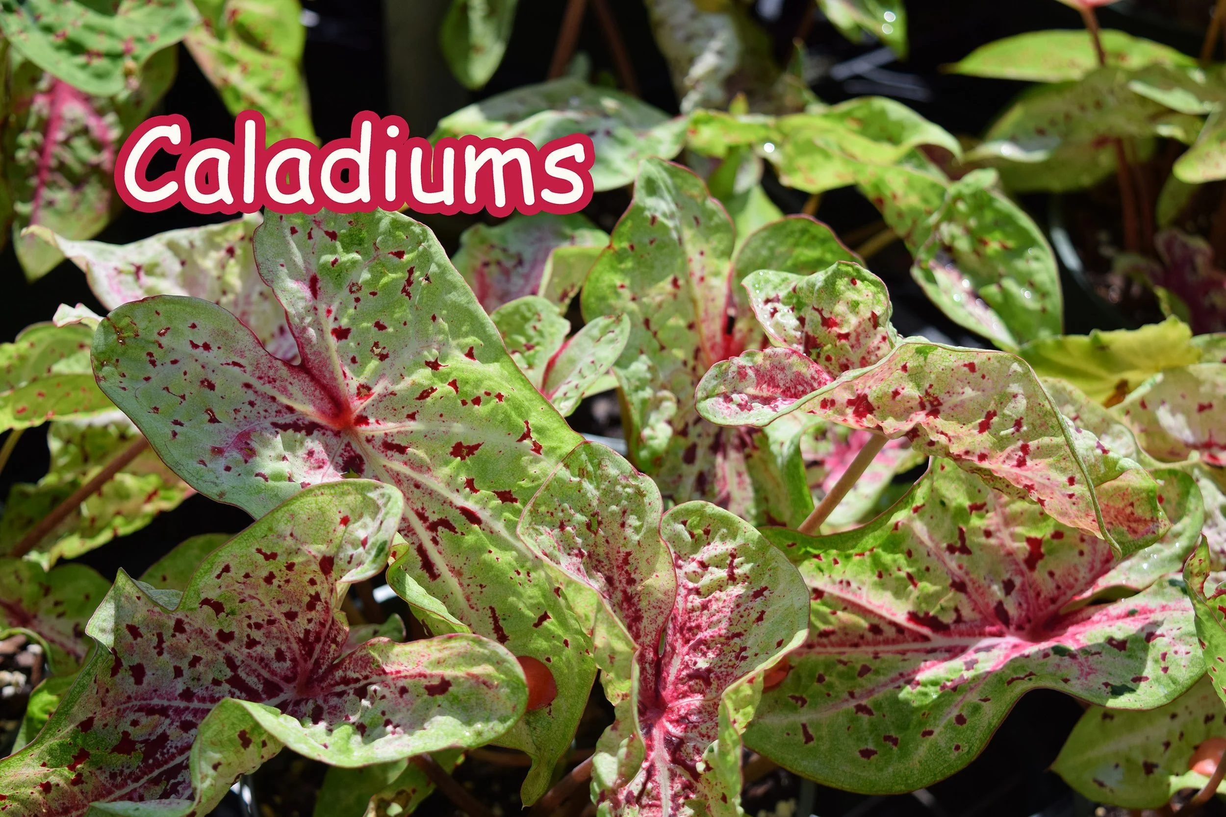 caladiums.jpg