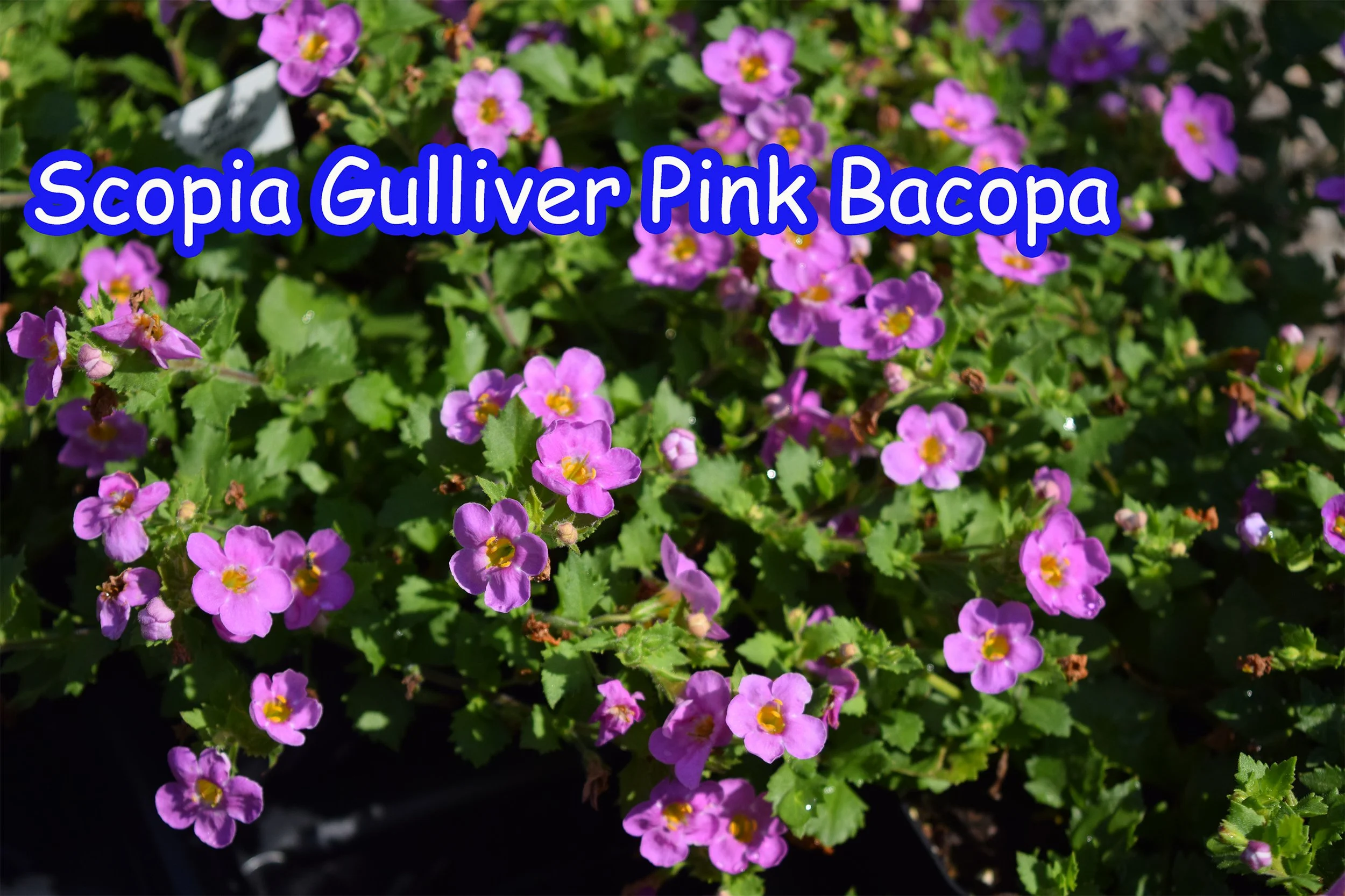 Scopia Gulliver Pink Bacopa.jpg
