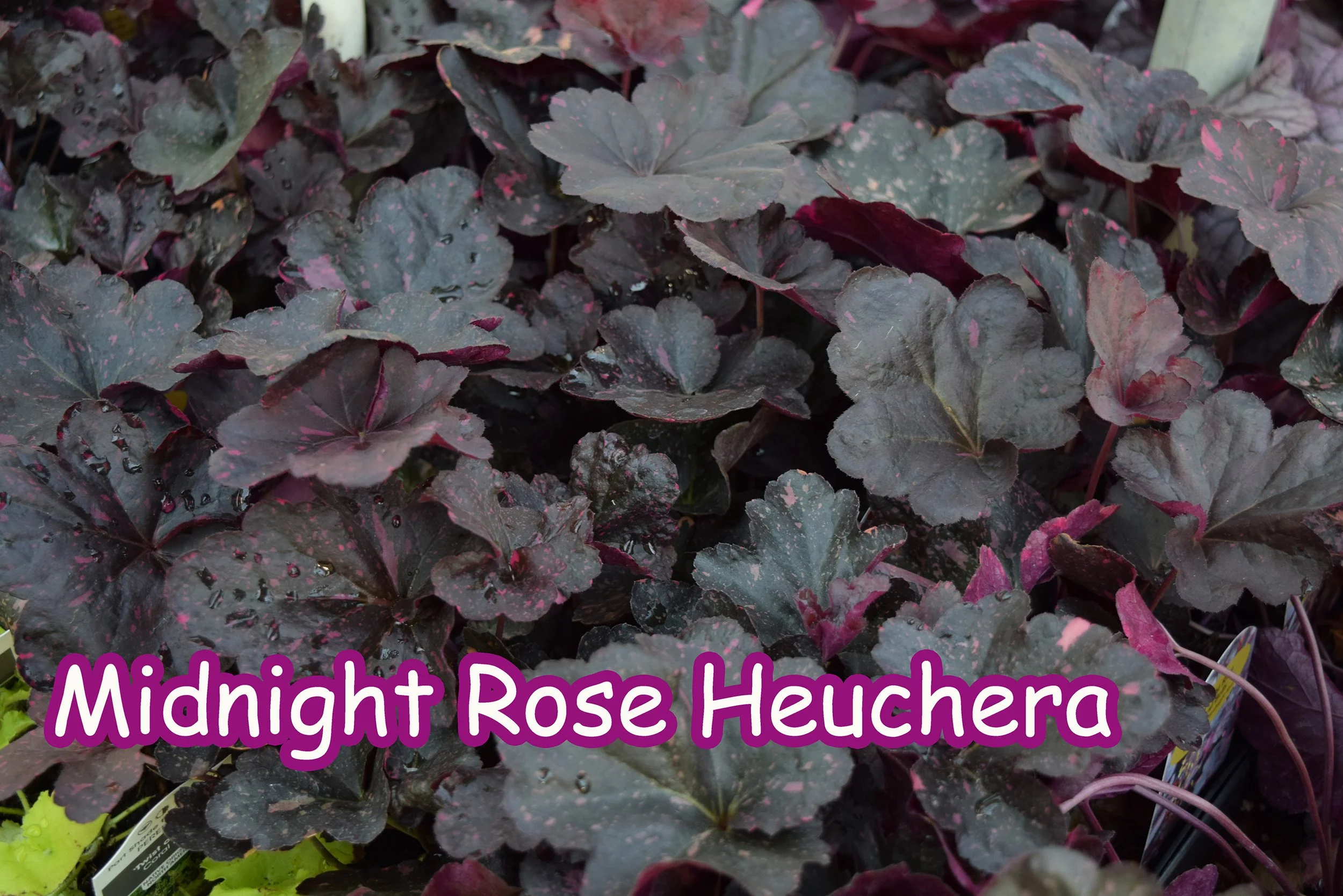 midnight rose heuchera.jpg