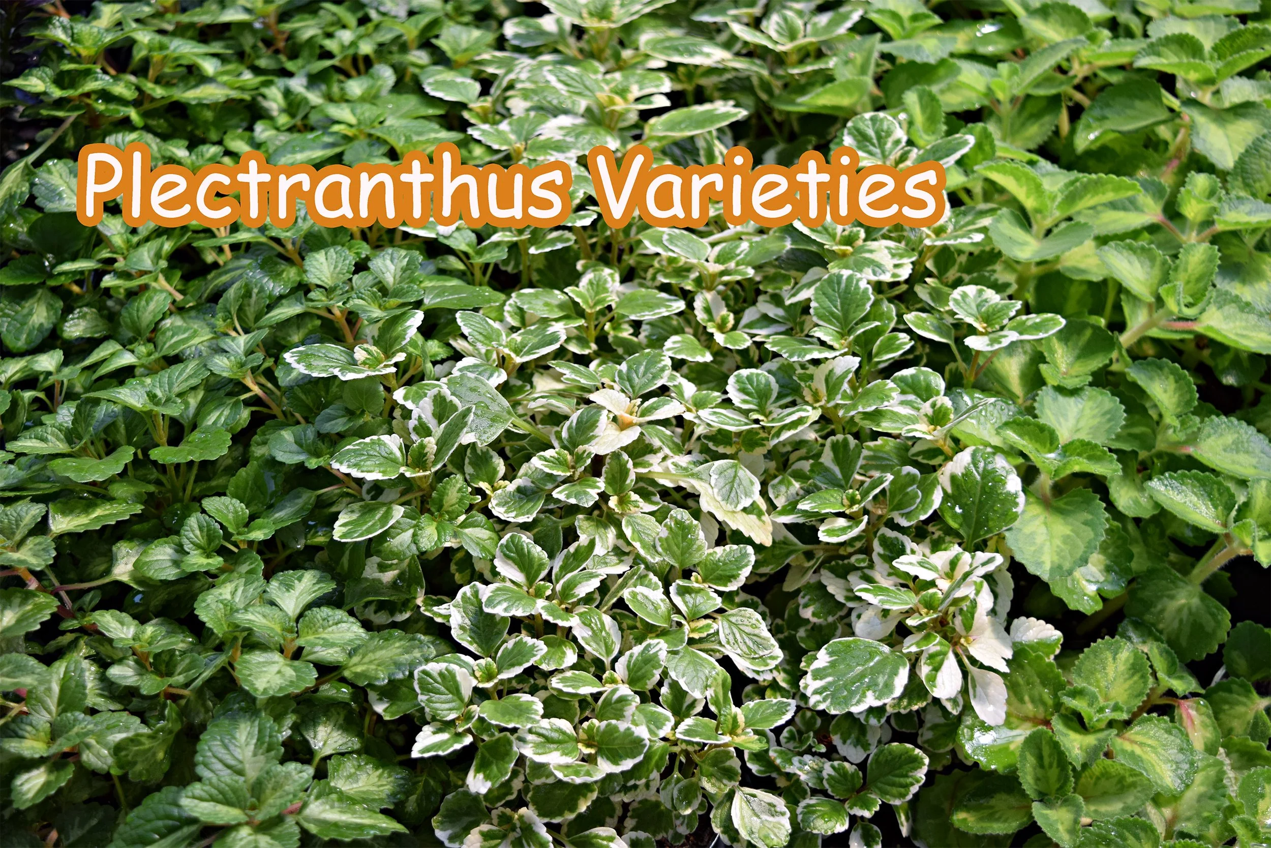 plectranthus.jpg