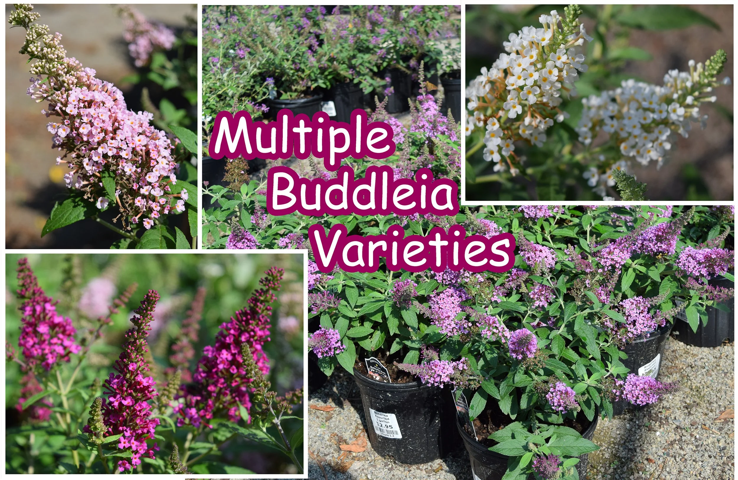buddleia.jpg