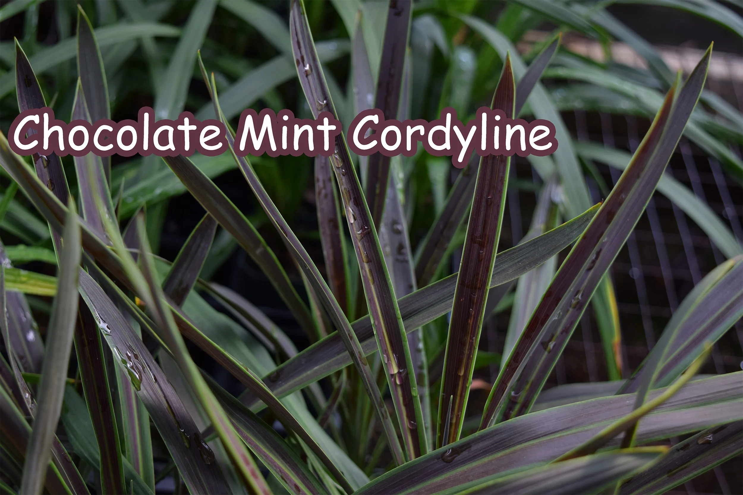 choc mint cordyline.jpg