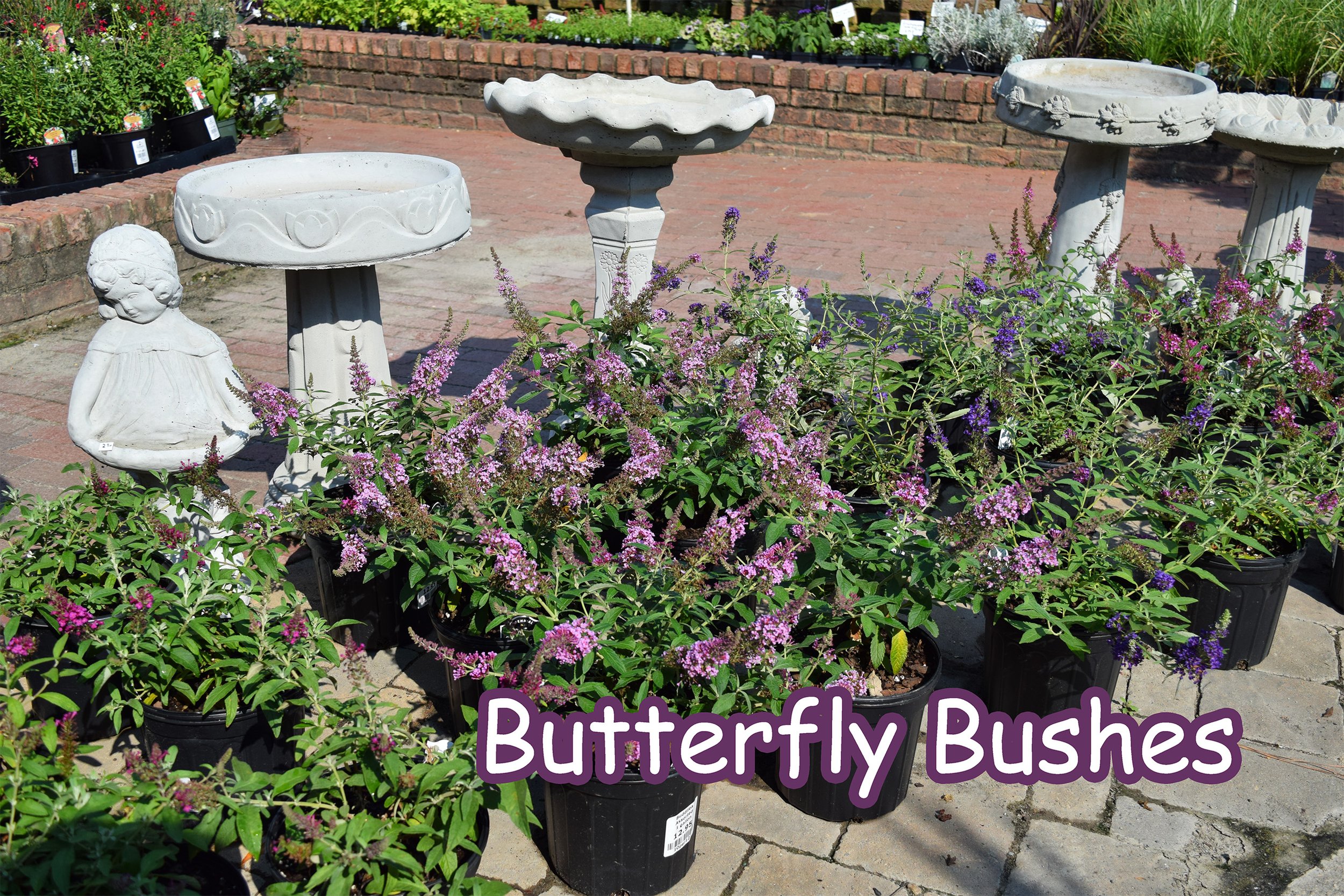 butterfly bushes.jpg