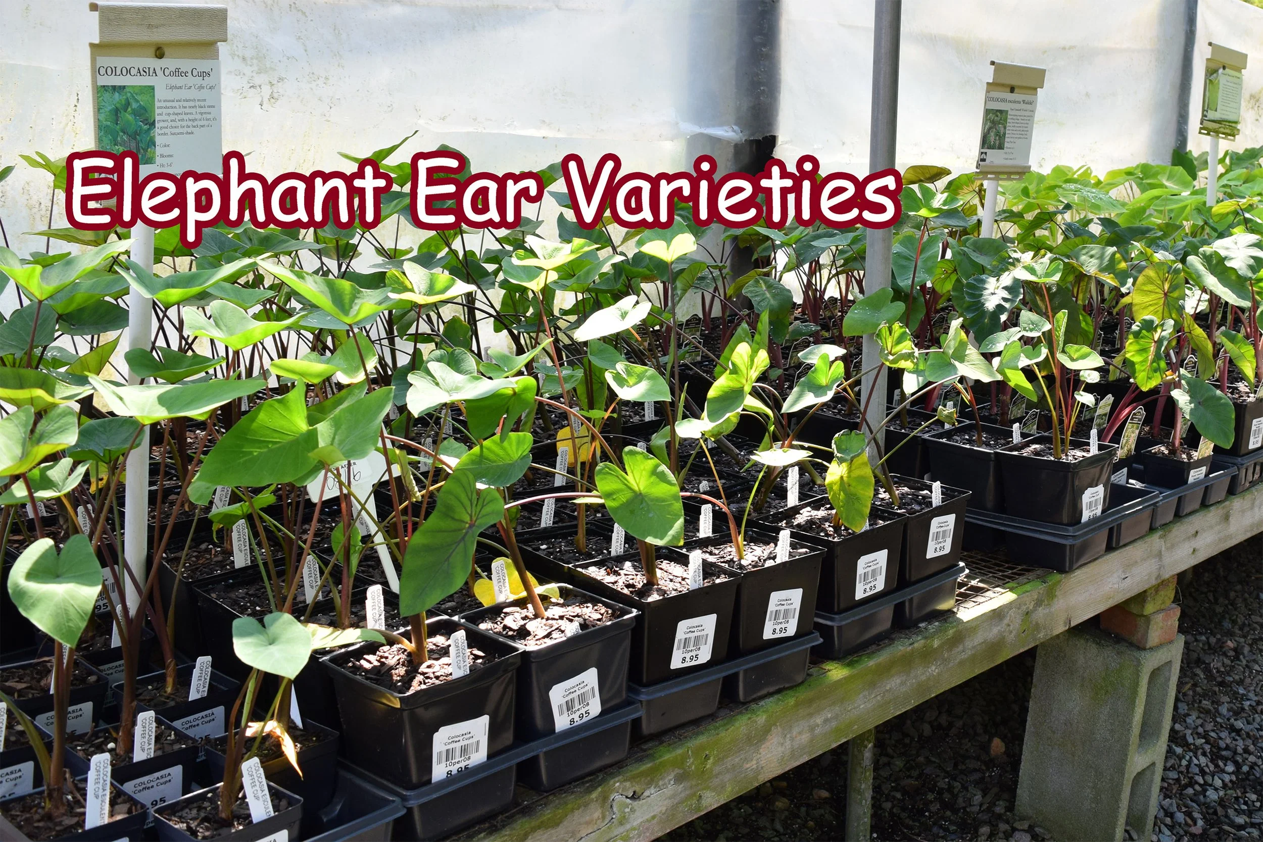 elephant ears.jpg