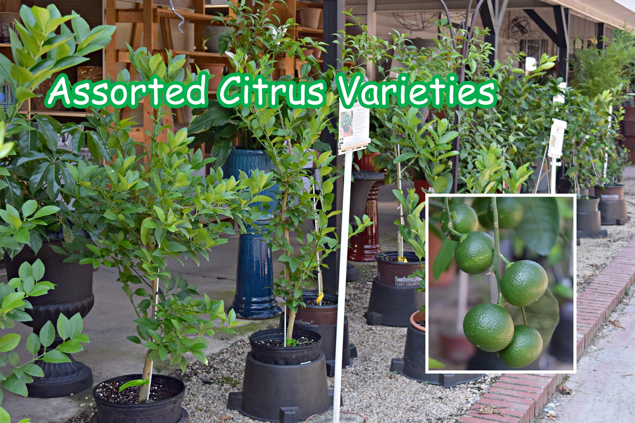 citrus.jpg
