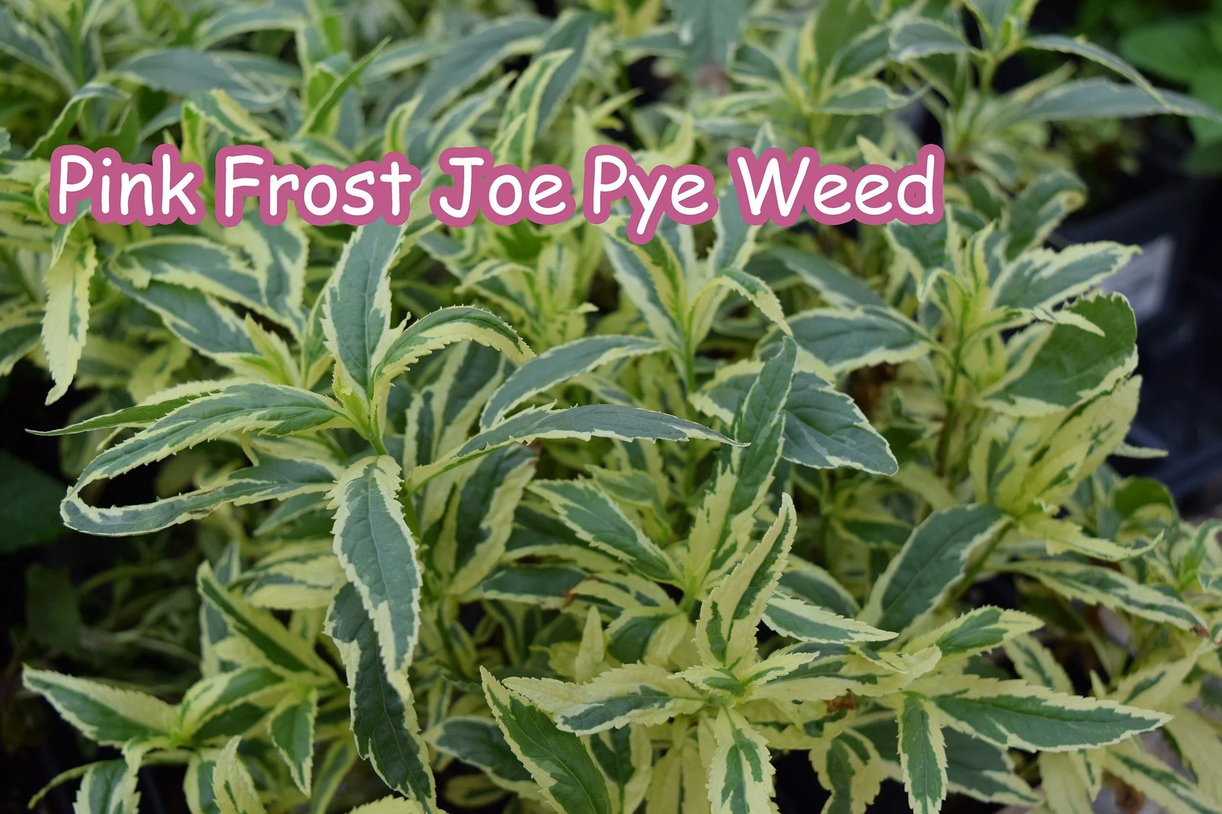 joe pye pink frost.jpg