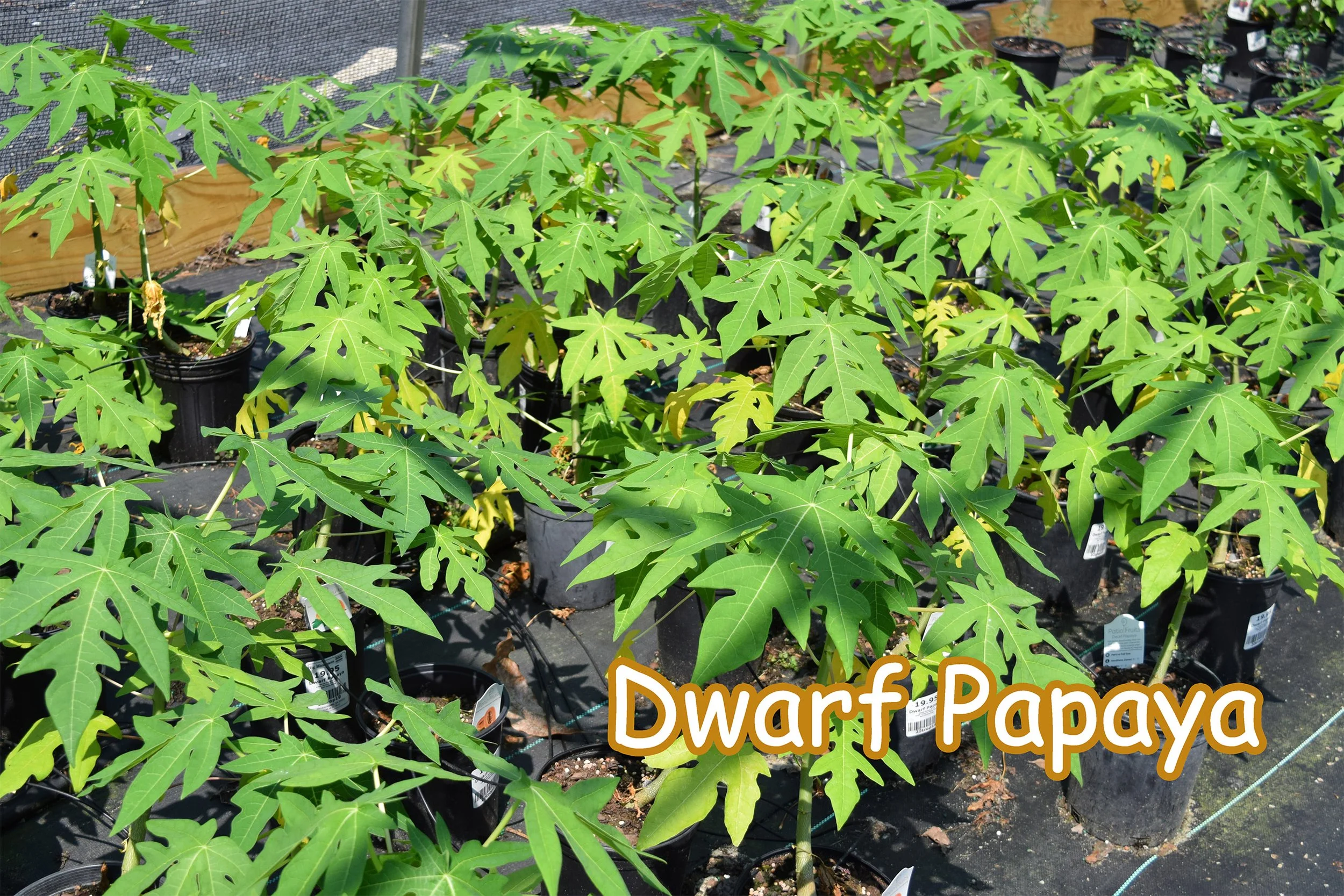 papaya.jpg