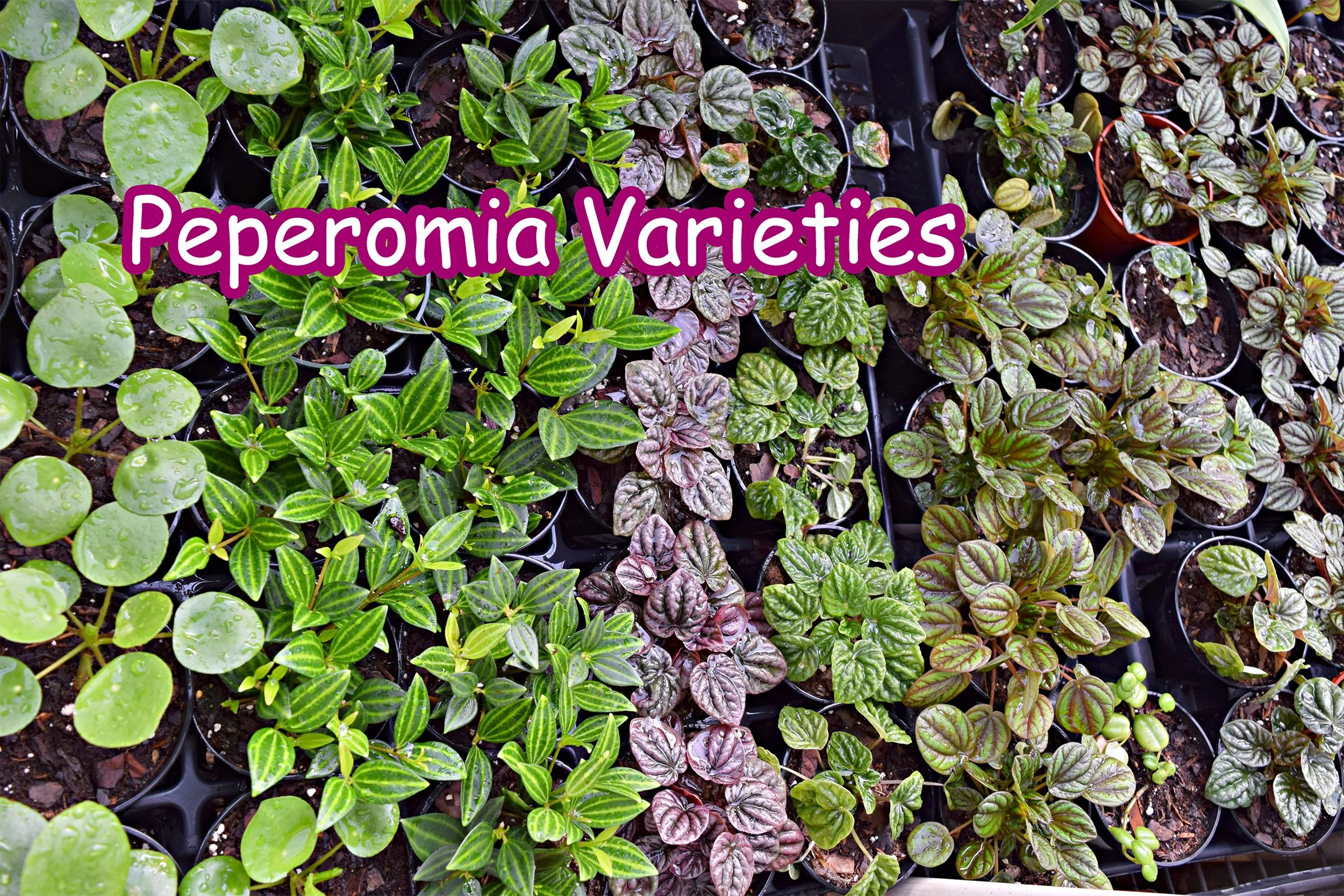 peperomia.jpg