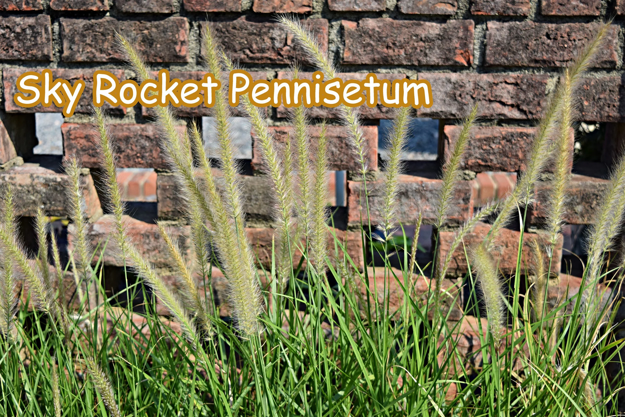 sky rocket pennisetum.jpg