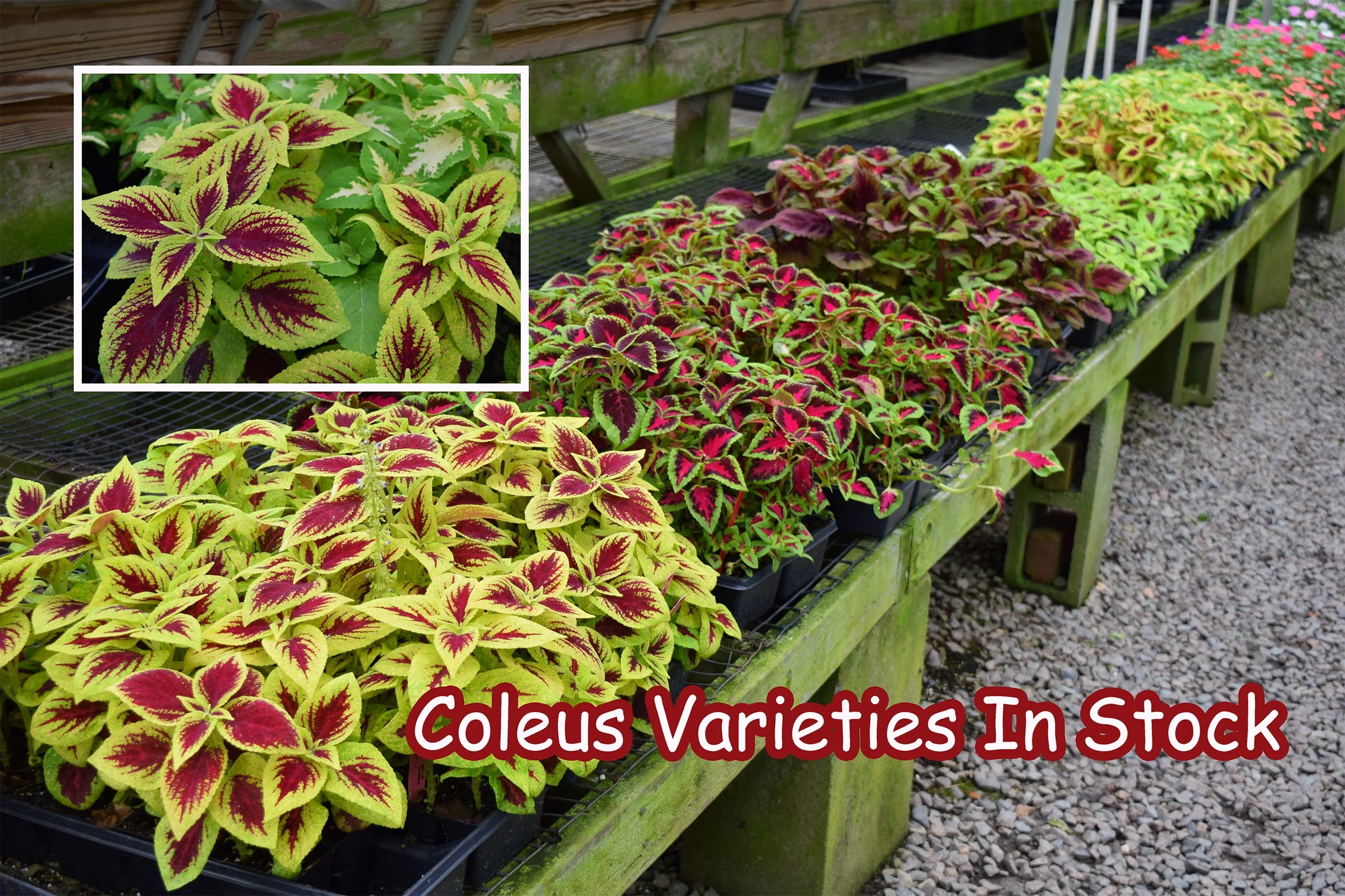 coleus.jpg