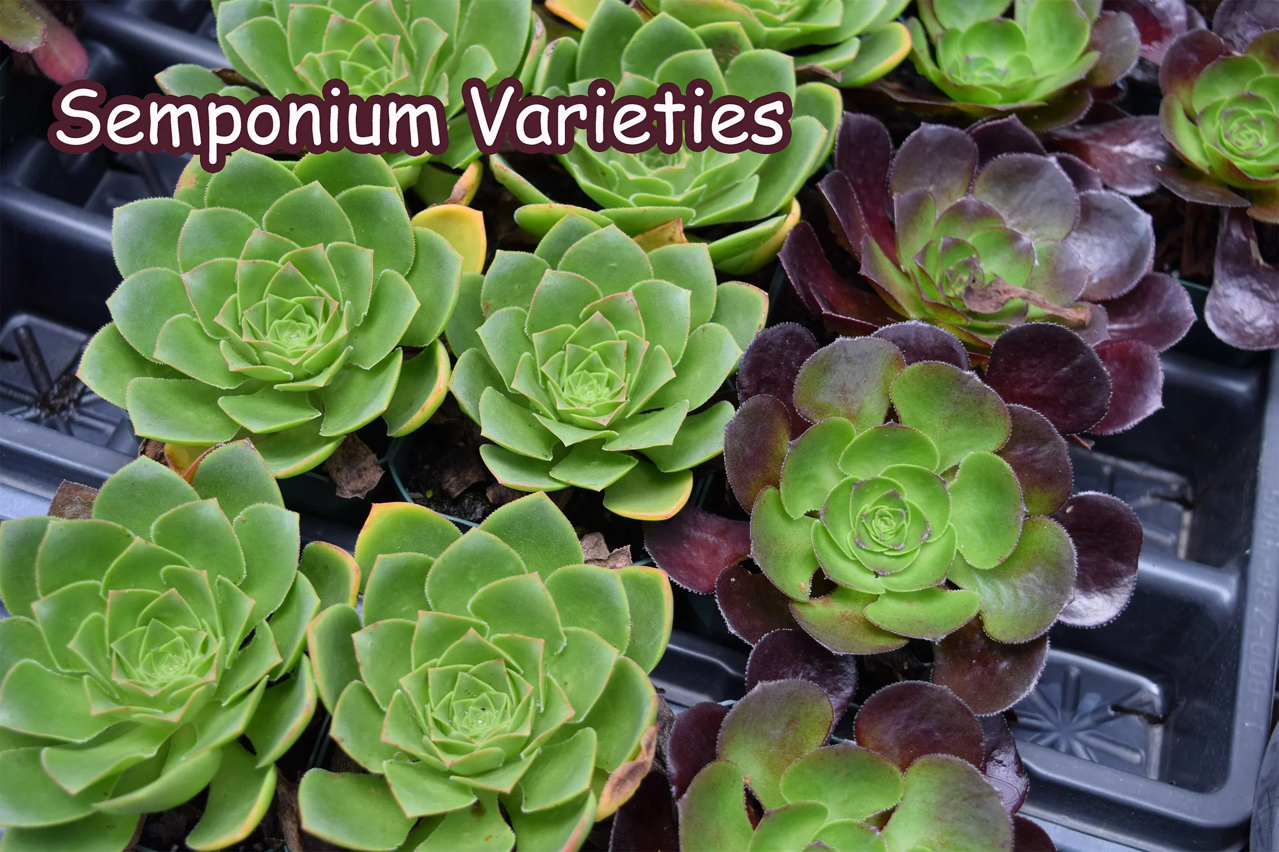 semponium varieties.jpg