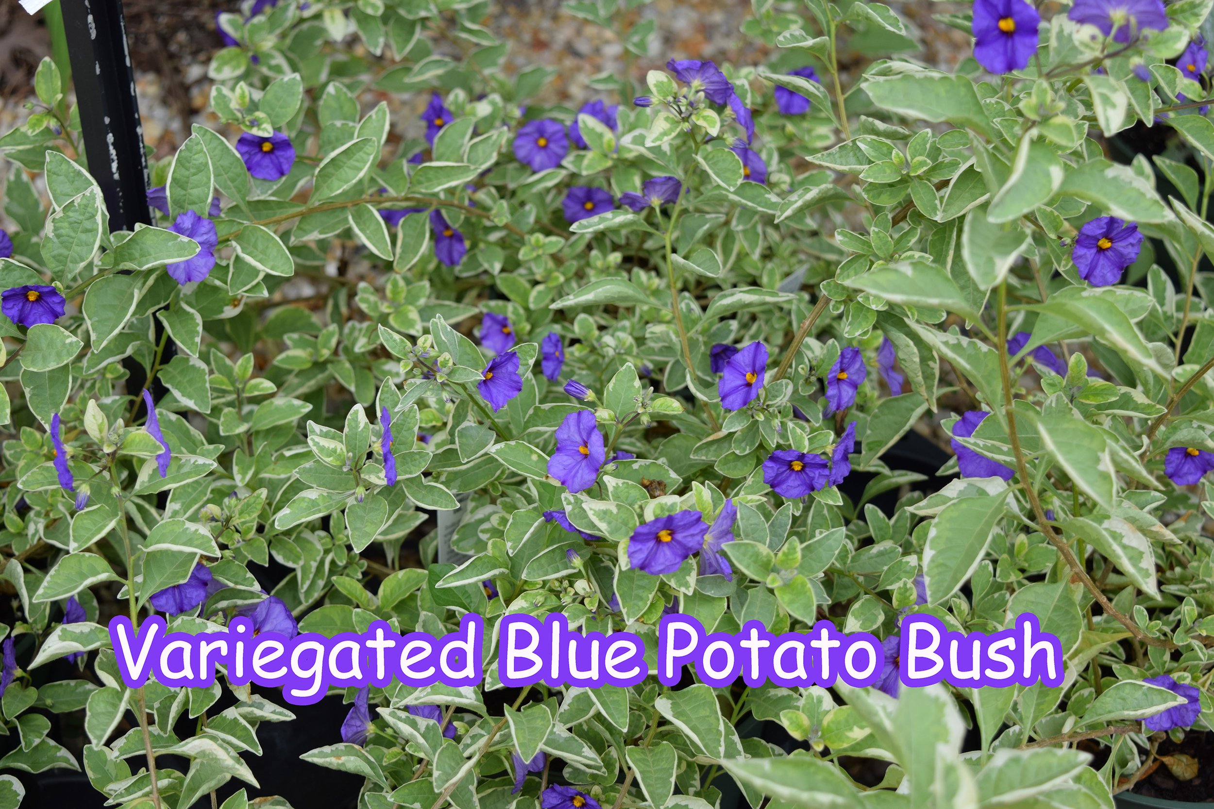 varigated blue potato bush.jpg