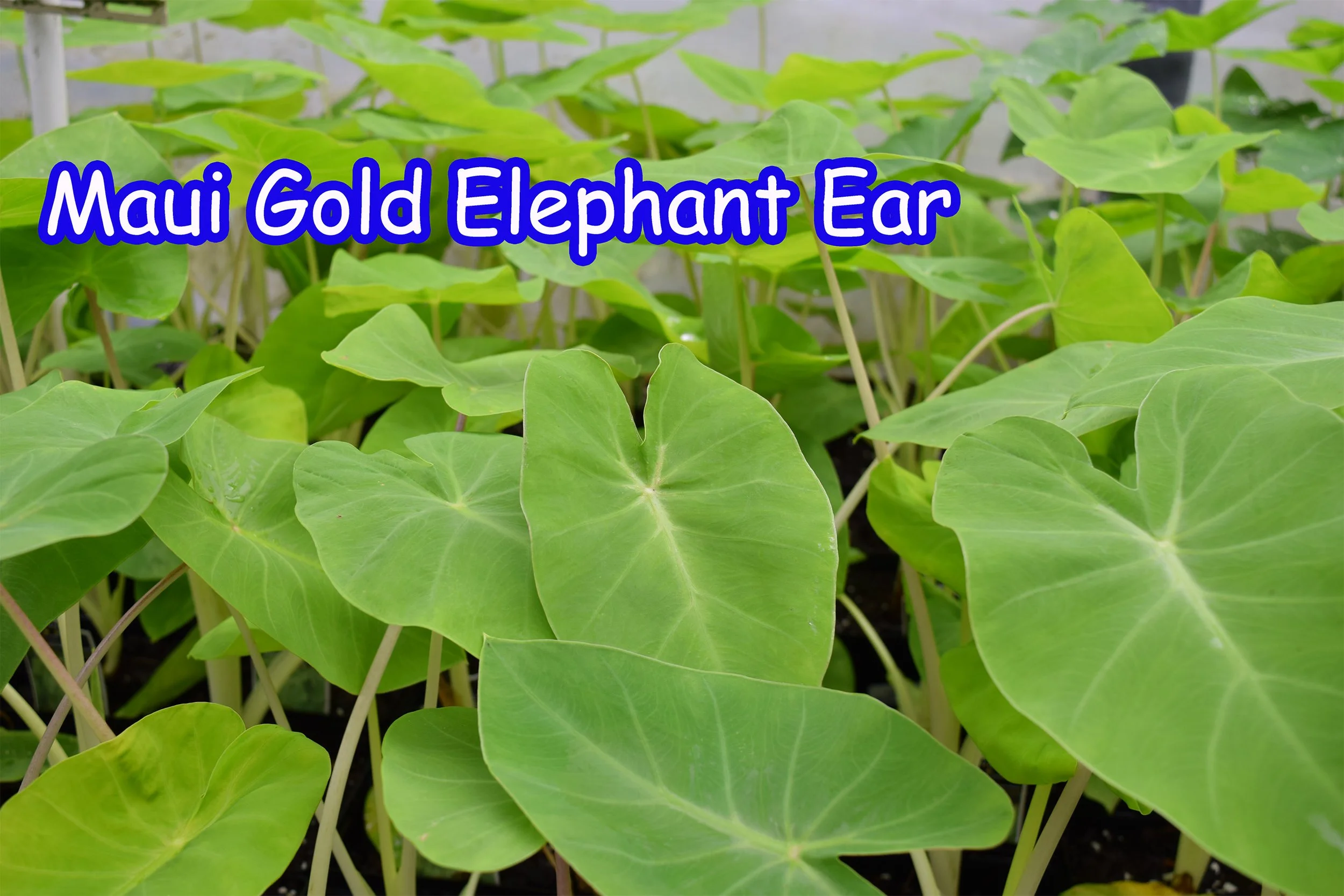 maui gold elephant ear.jpg