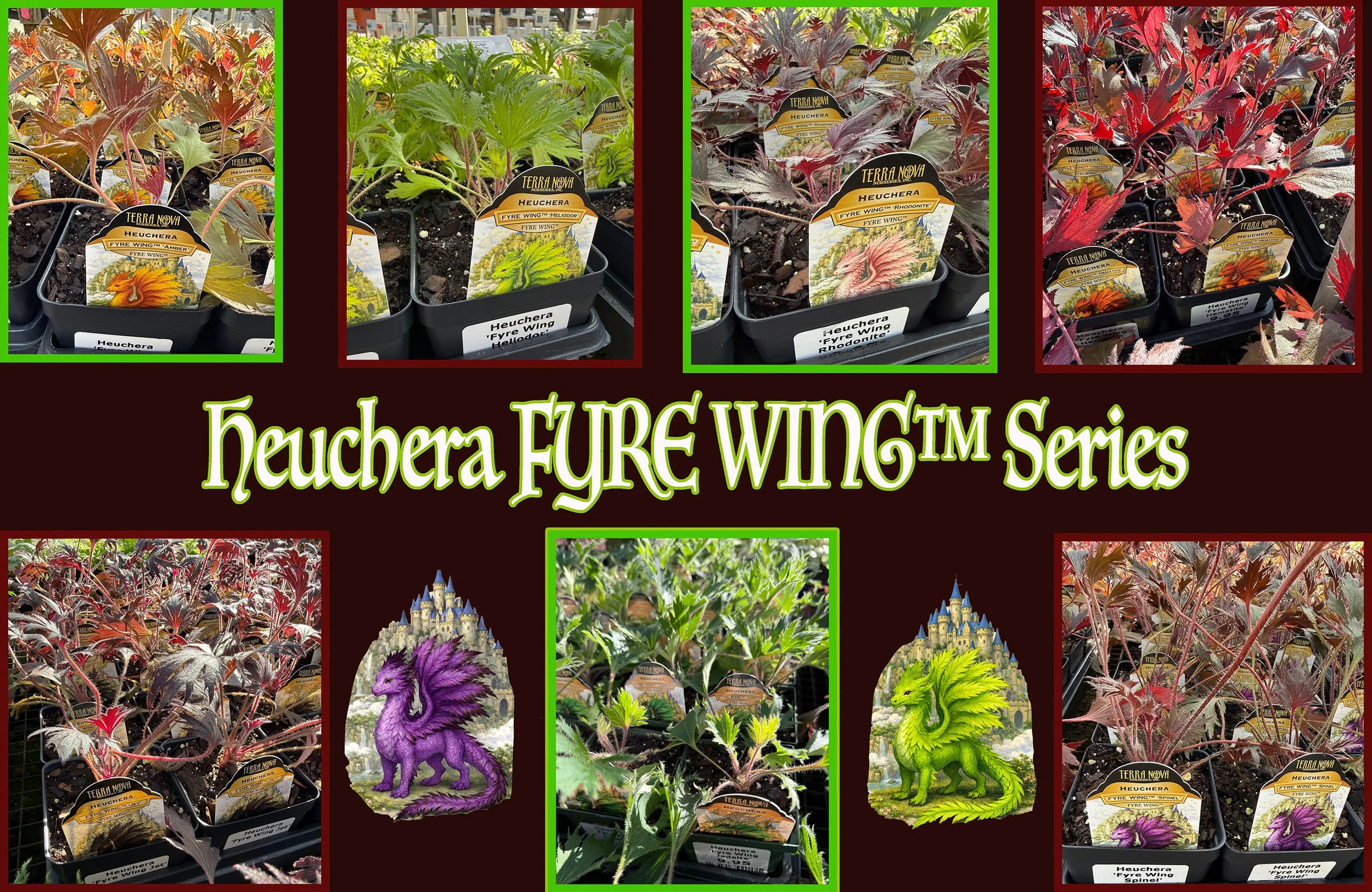 HEUCHERA_ALL.jpg