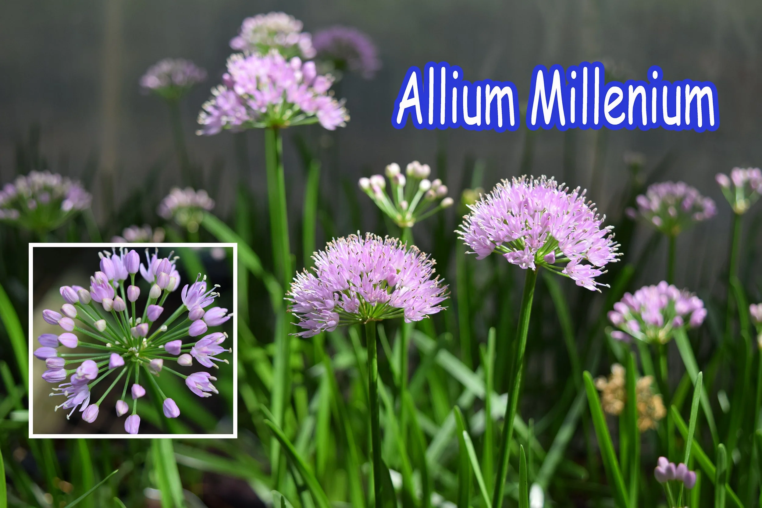 allium millenium.jpg