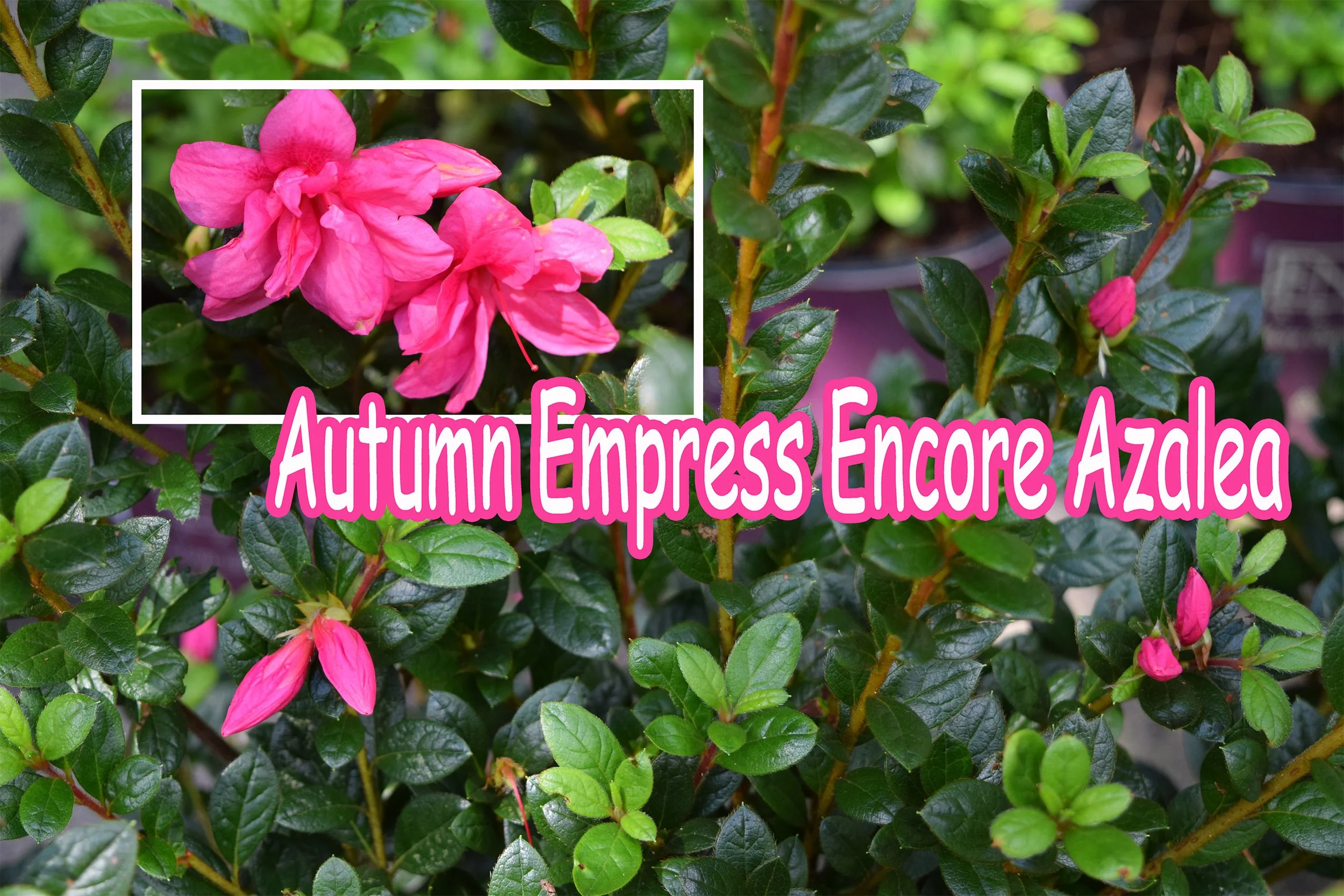 autumn empress encore azalea.jpg