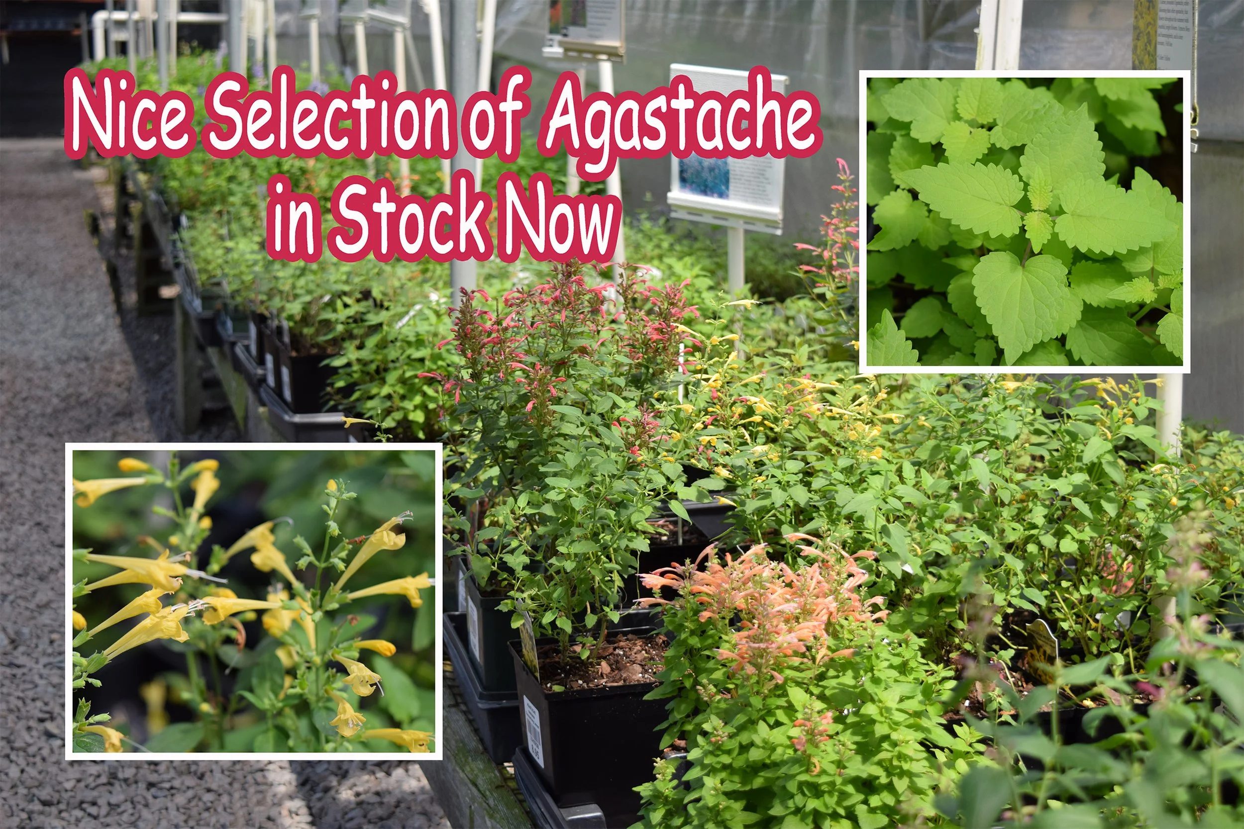 agastache varieties.jpg
