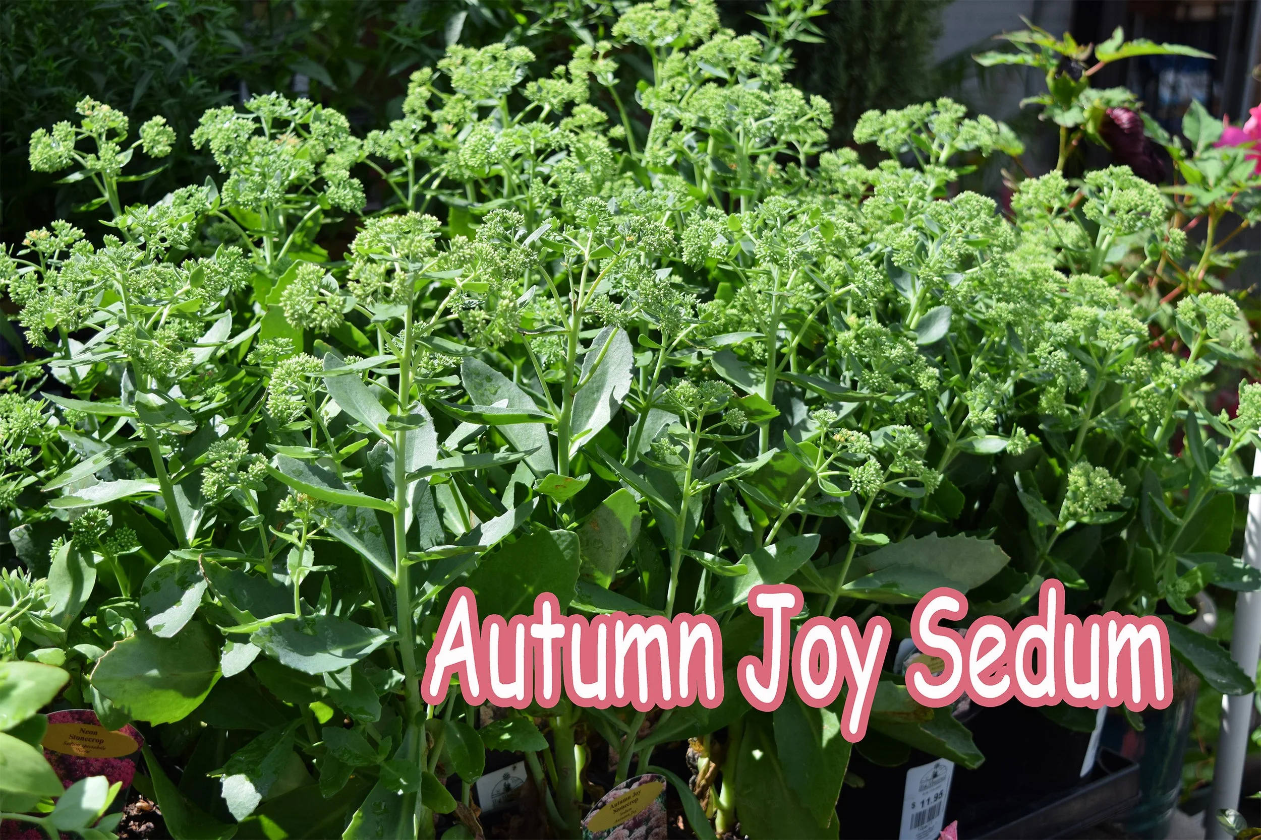 autumn joy sedum.jpg