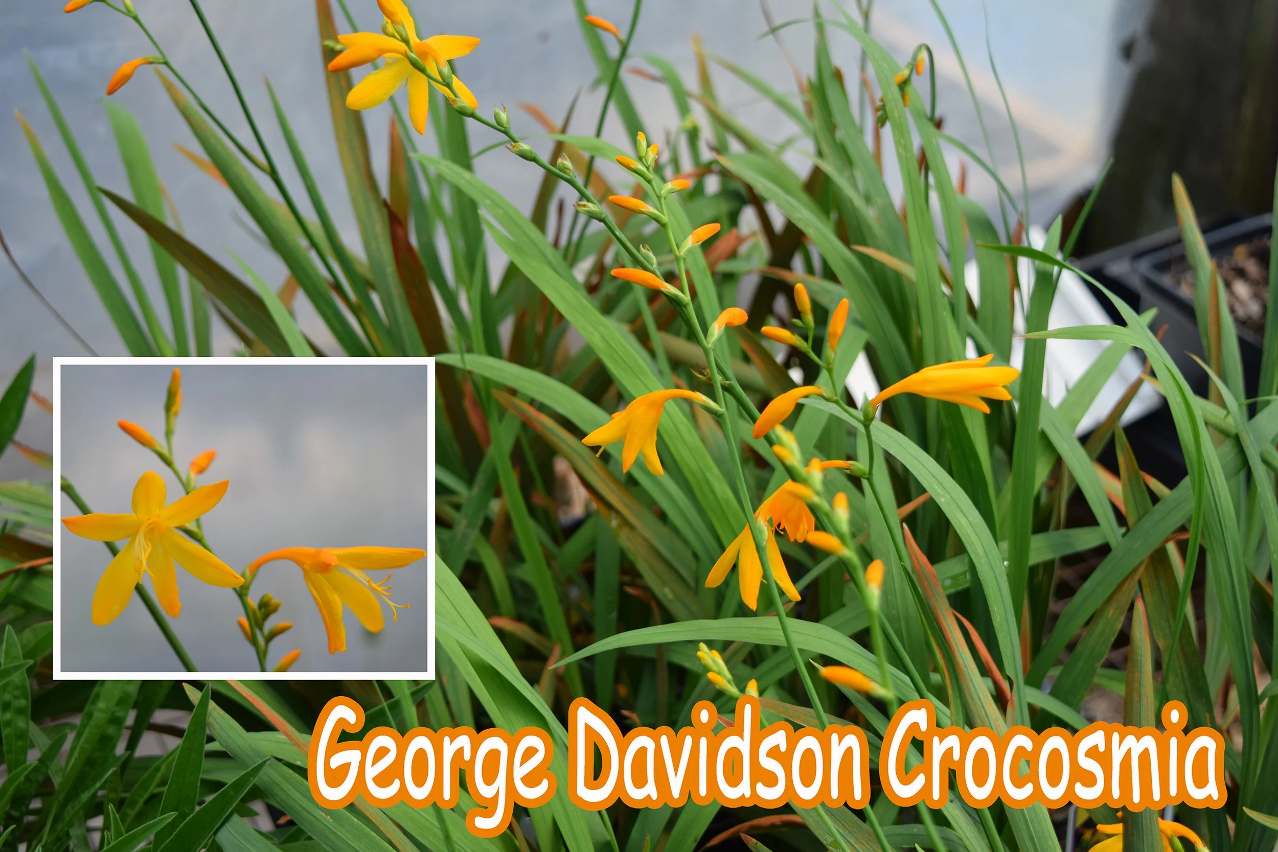 george davidson crocosmia.jpg