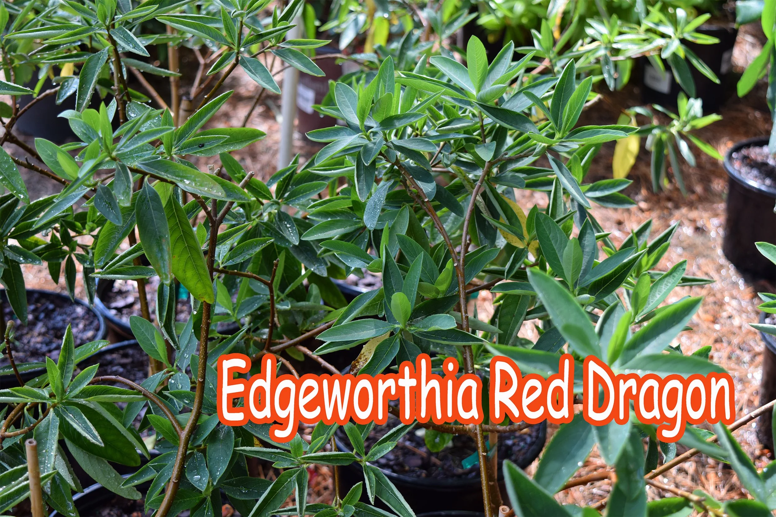 edgeworthia red dragon.jpg