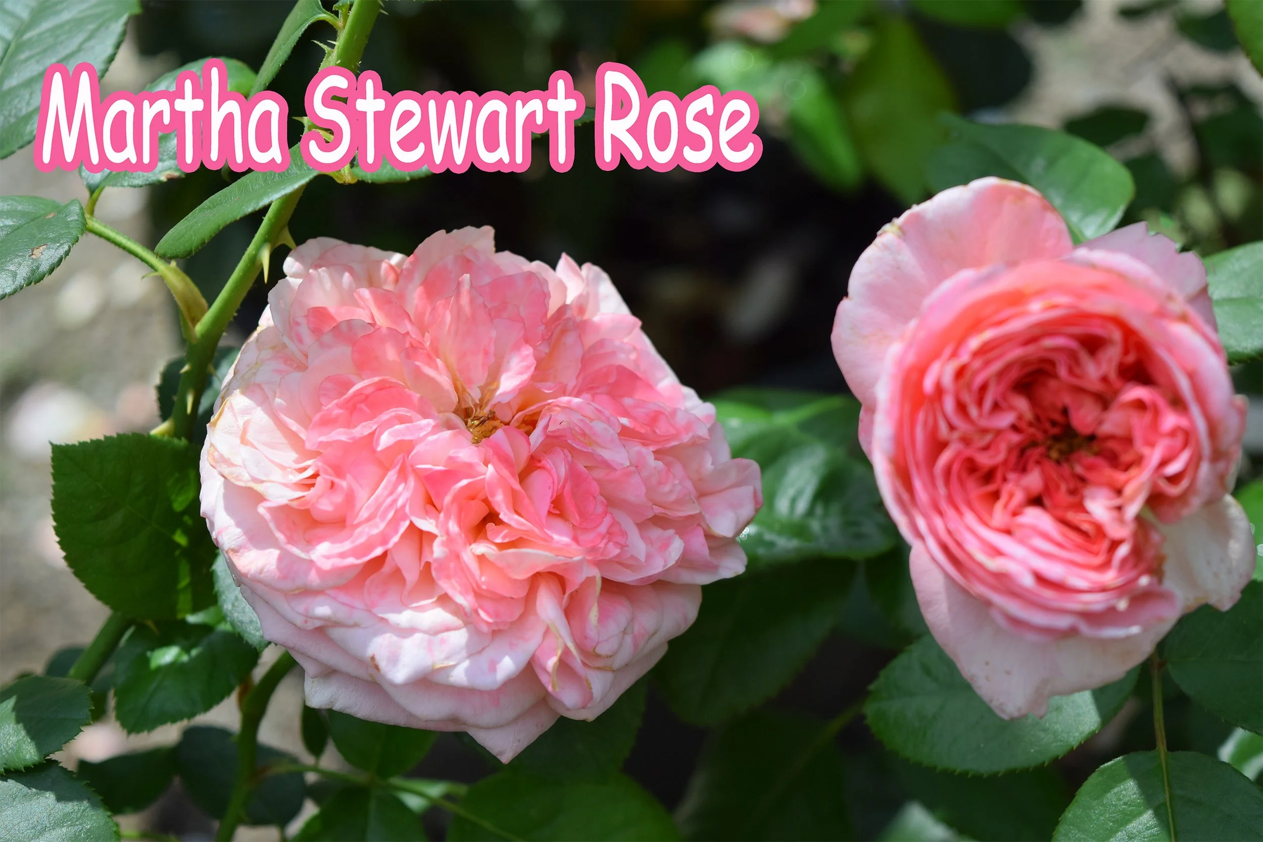 martha stewart rose.jpg