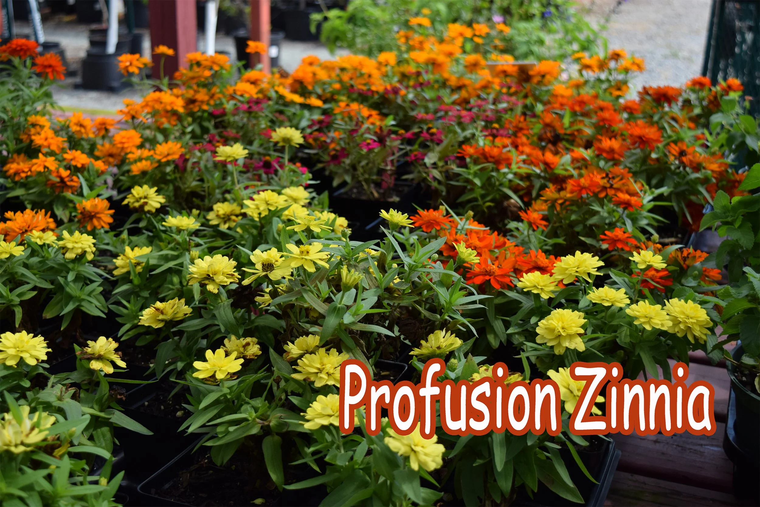 profusion zinnnia.jpg
