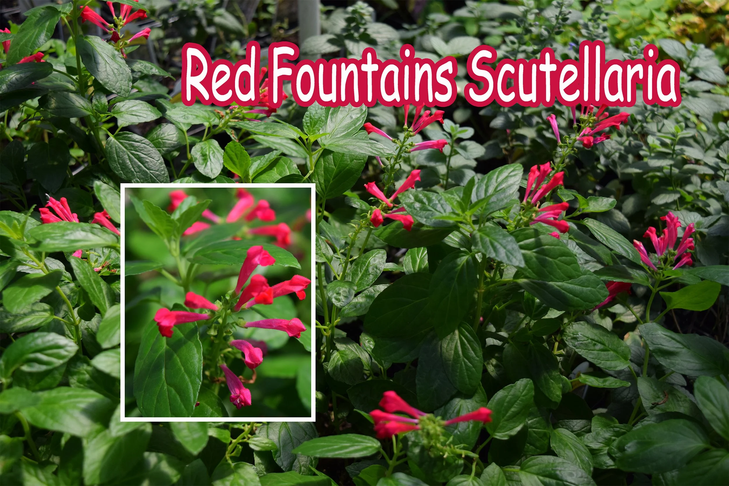 red fountains skullcap.jpg