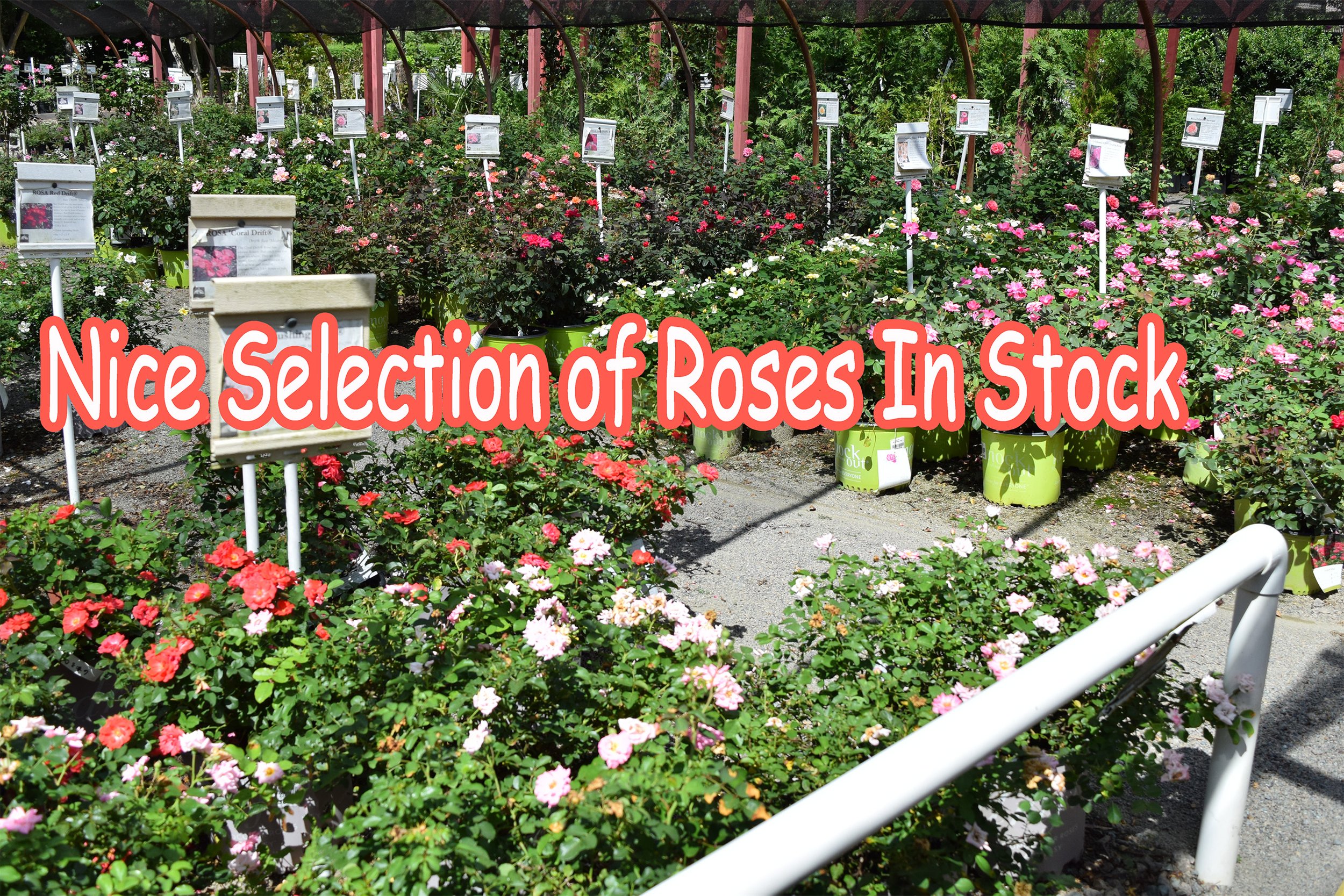 roses.jpg