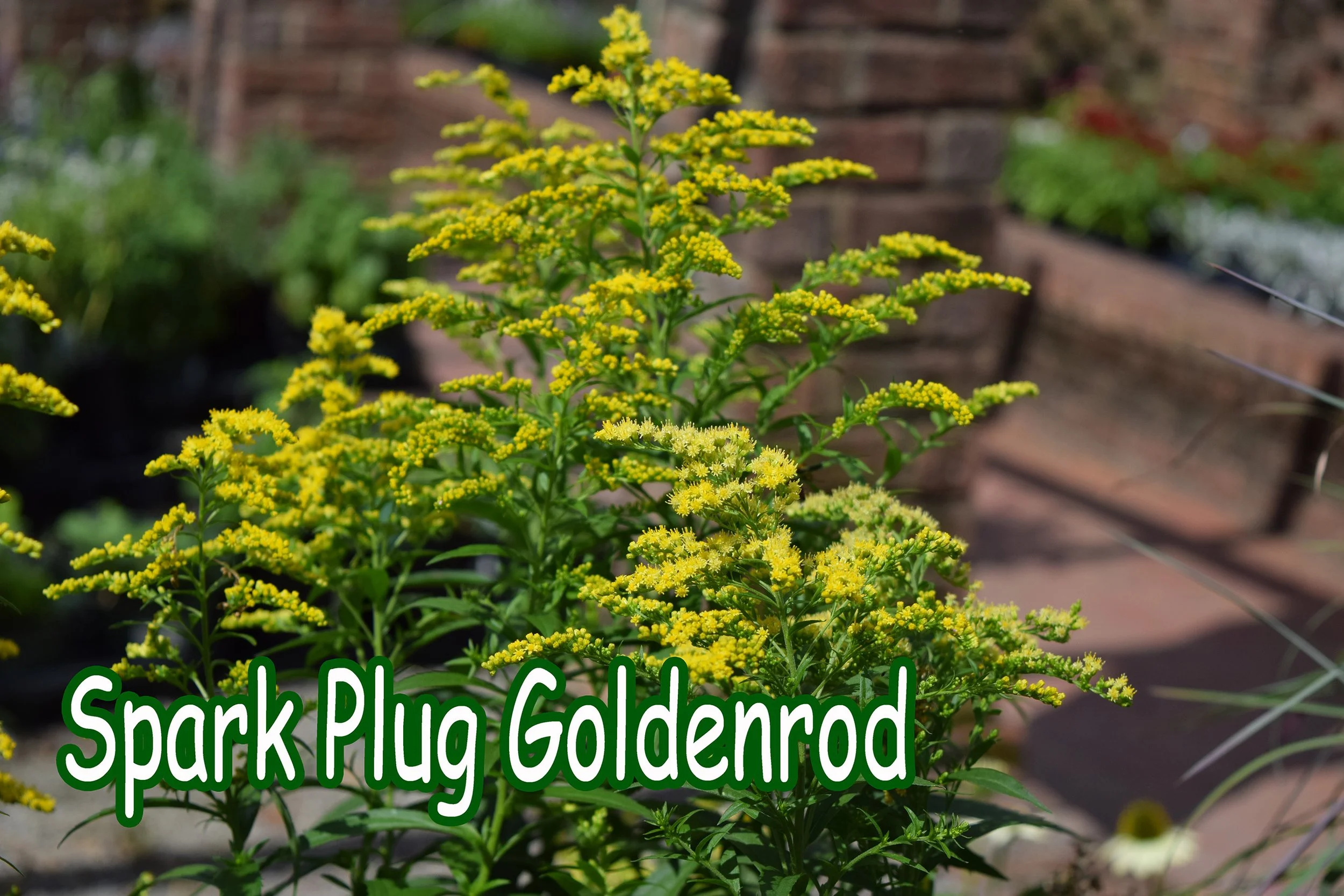 spark plug goldenrod.jpg