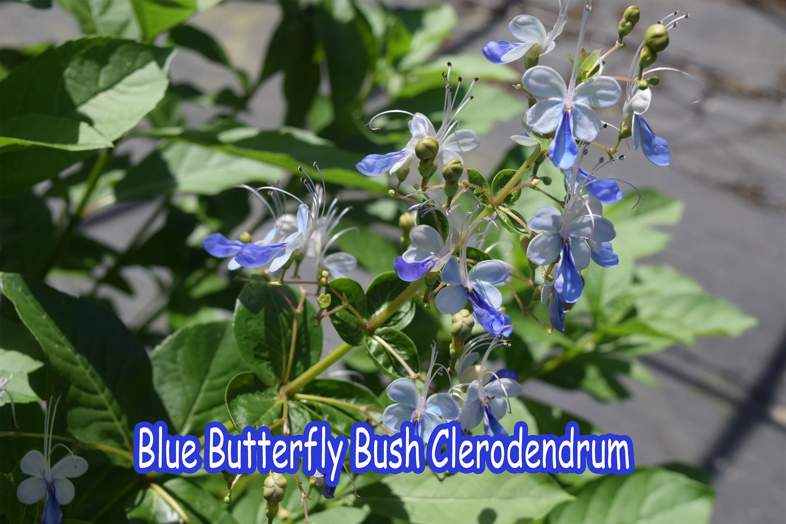 blue butterfly bush Clerodendrum.jpg