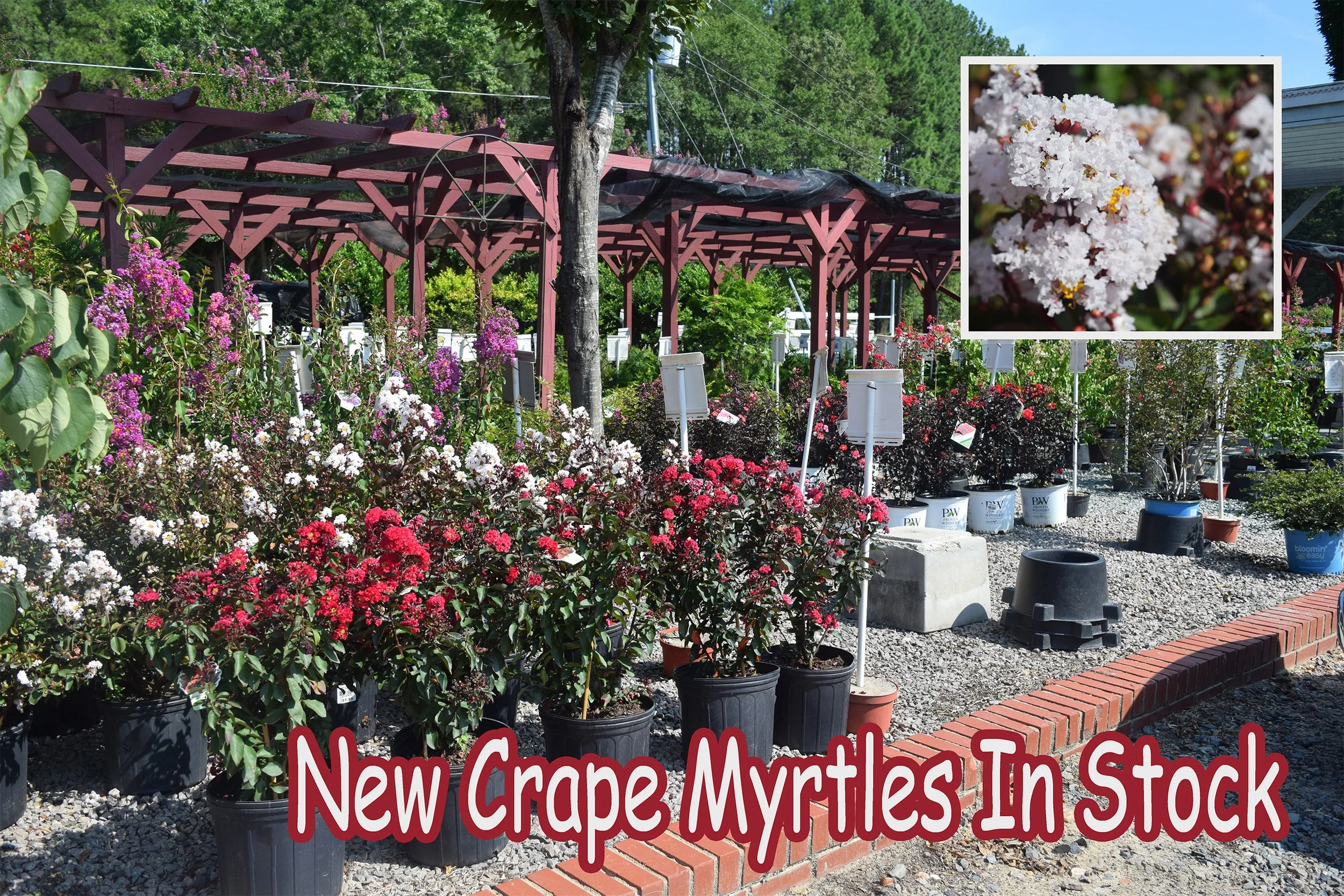 crape myrtles.jpg