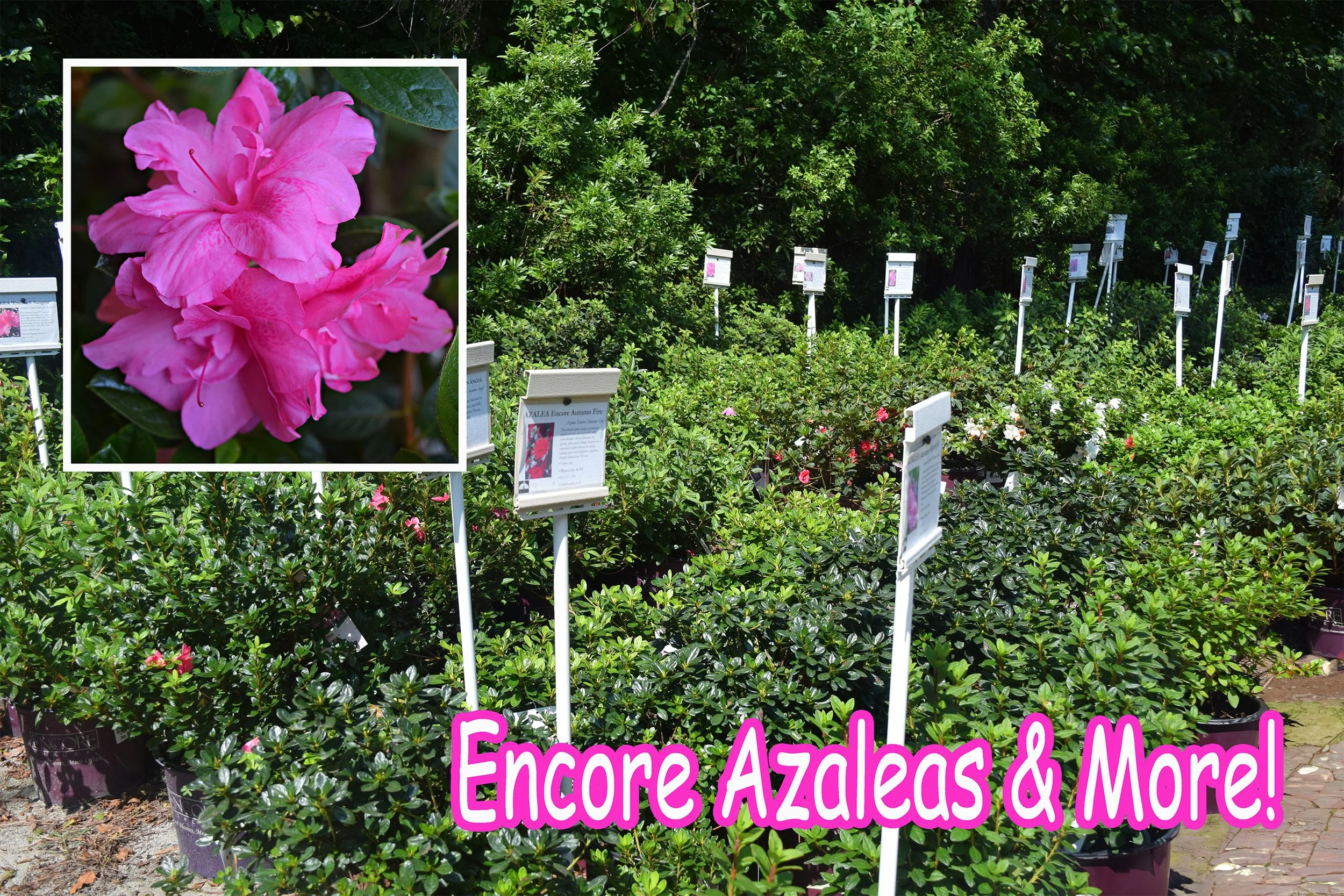 encore azaleas.jpg