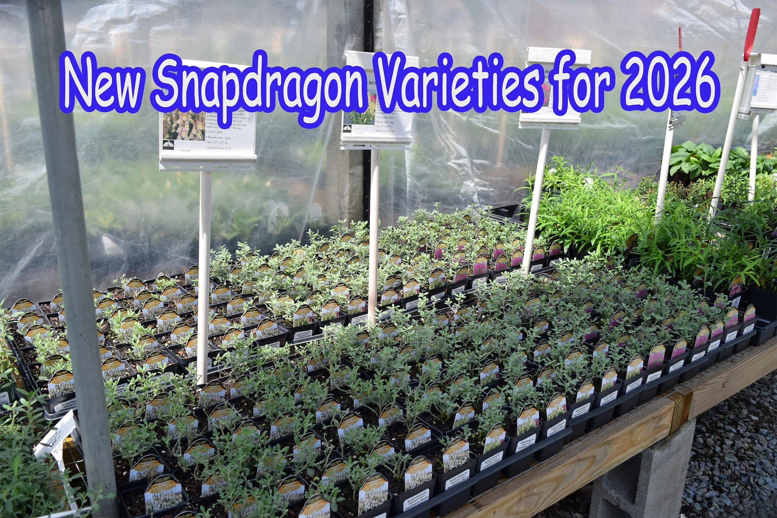 snapdragon.jpg