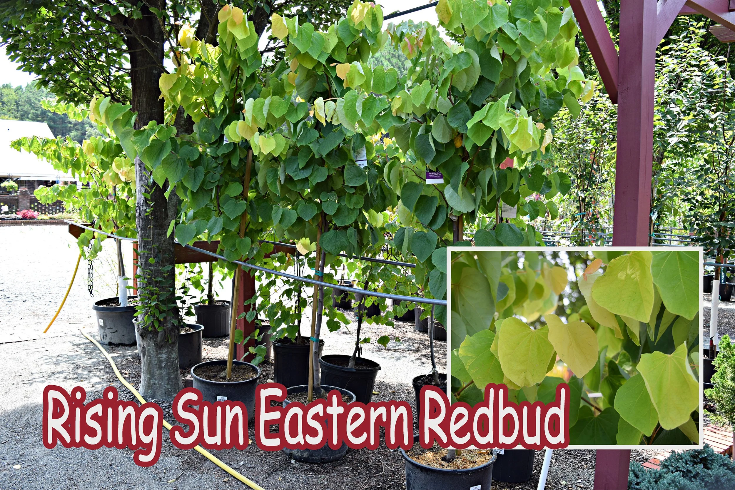 rising sun eastern redbud.jpg