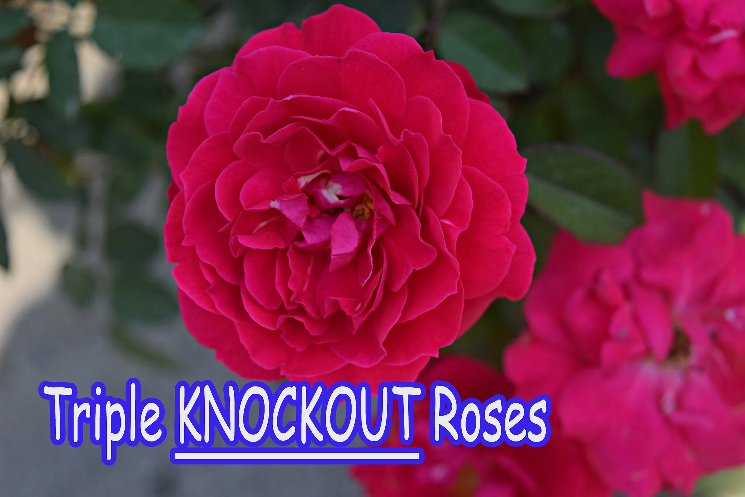 triple knockout roses.jpg