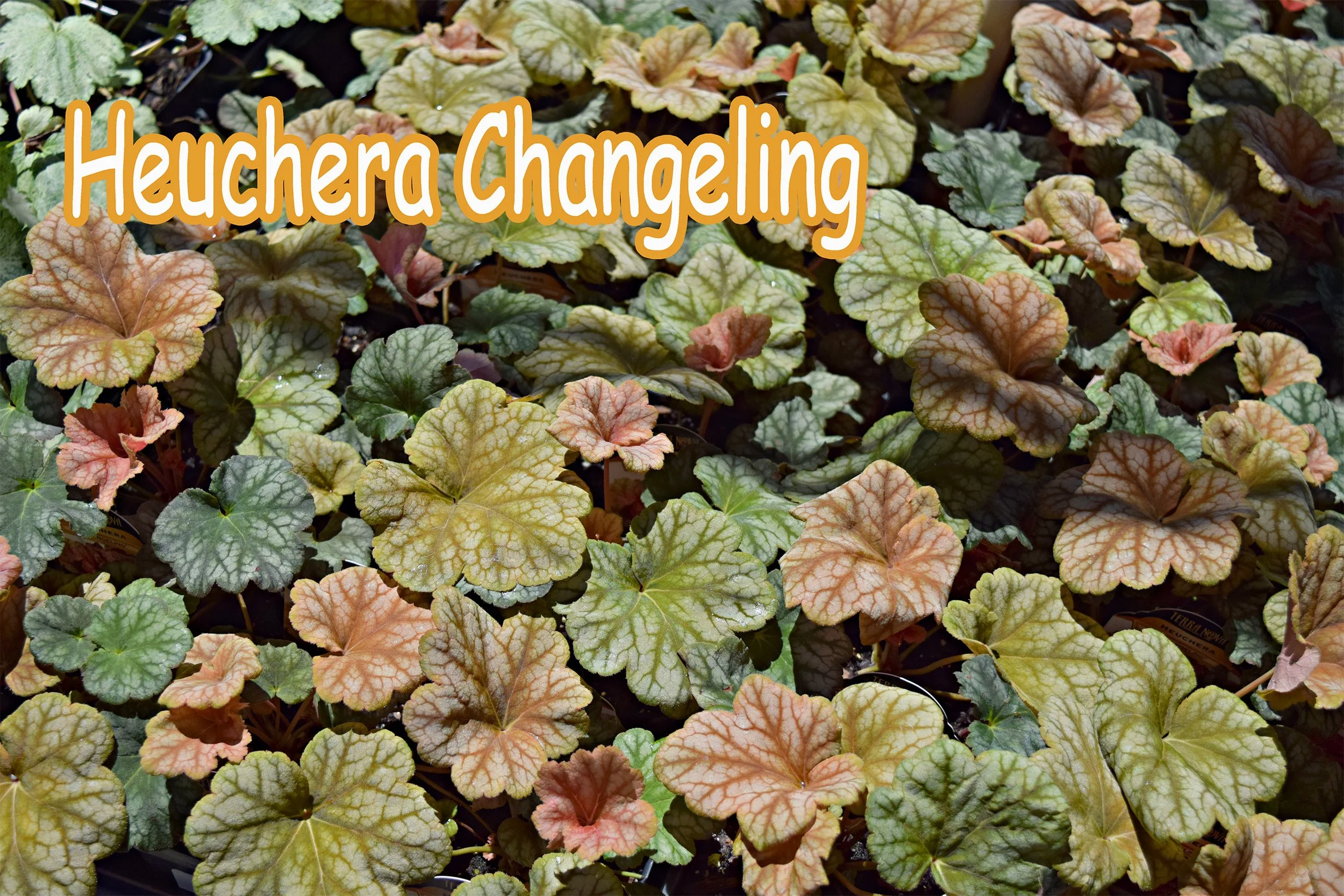 heuchera changeling.jpg