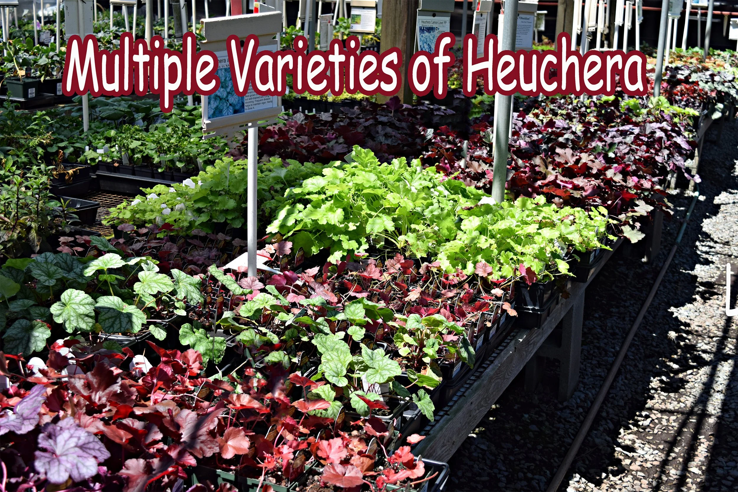 heuchera.jpg