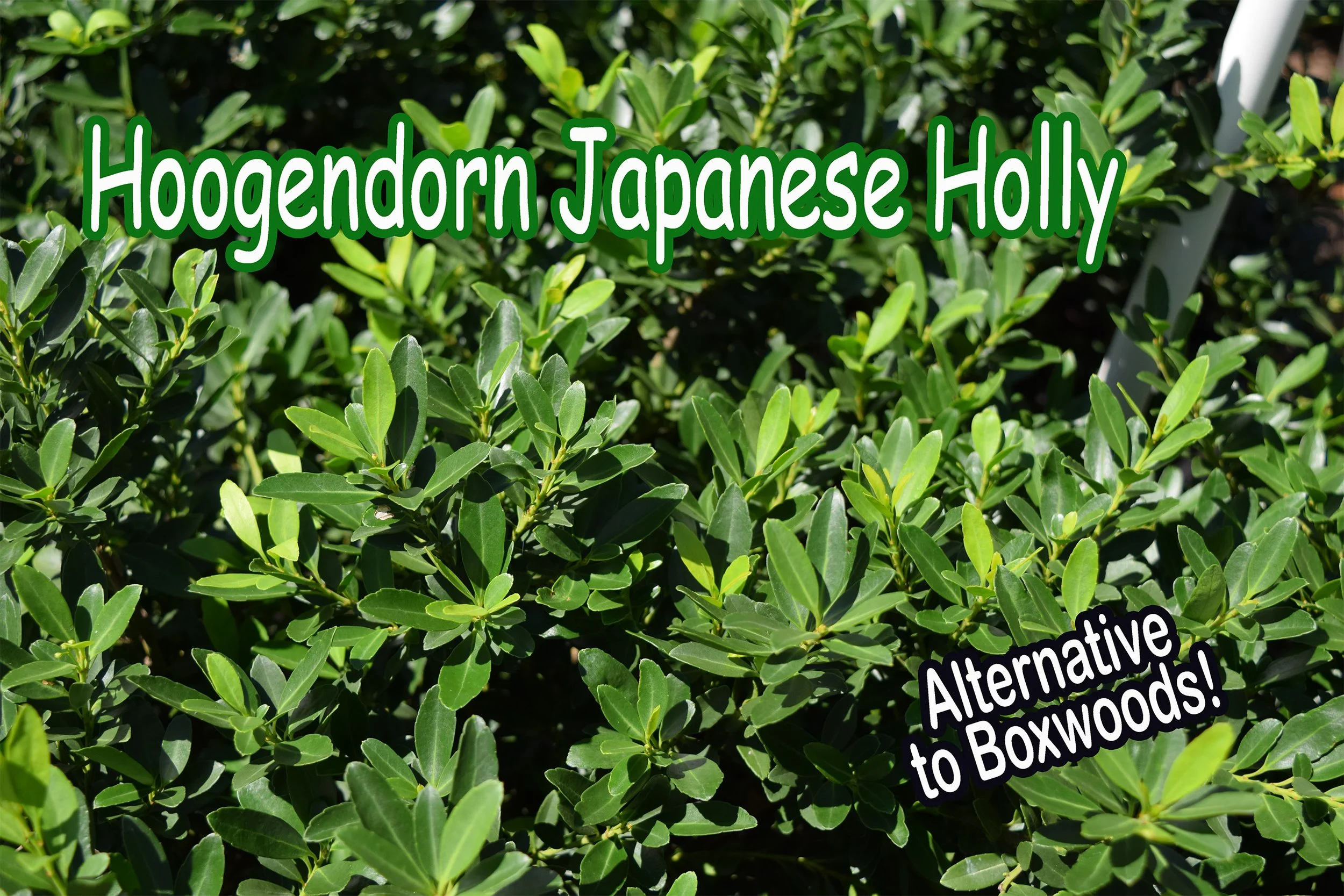 japanese holly.jpg