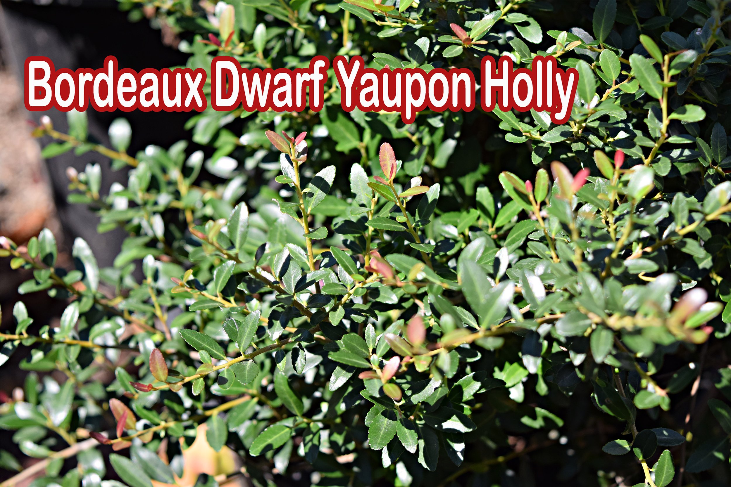 Bordeaux® Dwarf Yaupon Holly.jpg