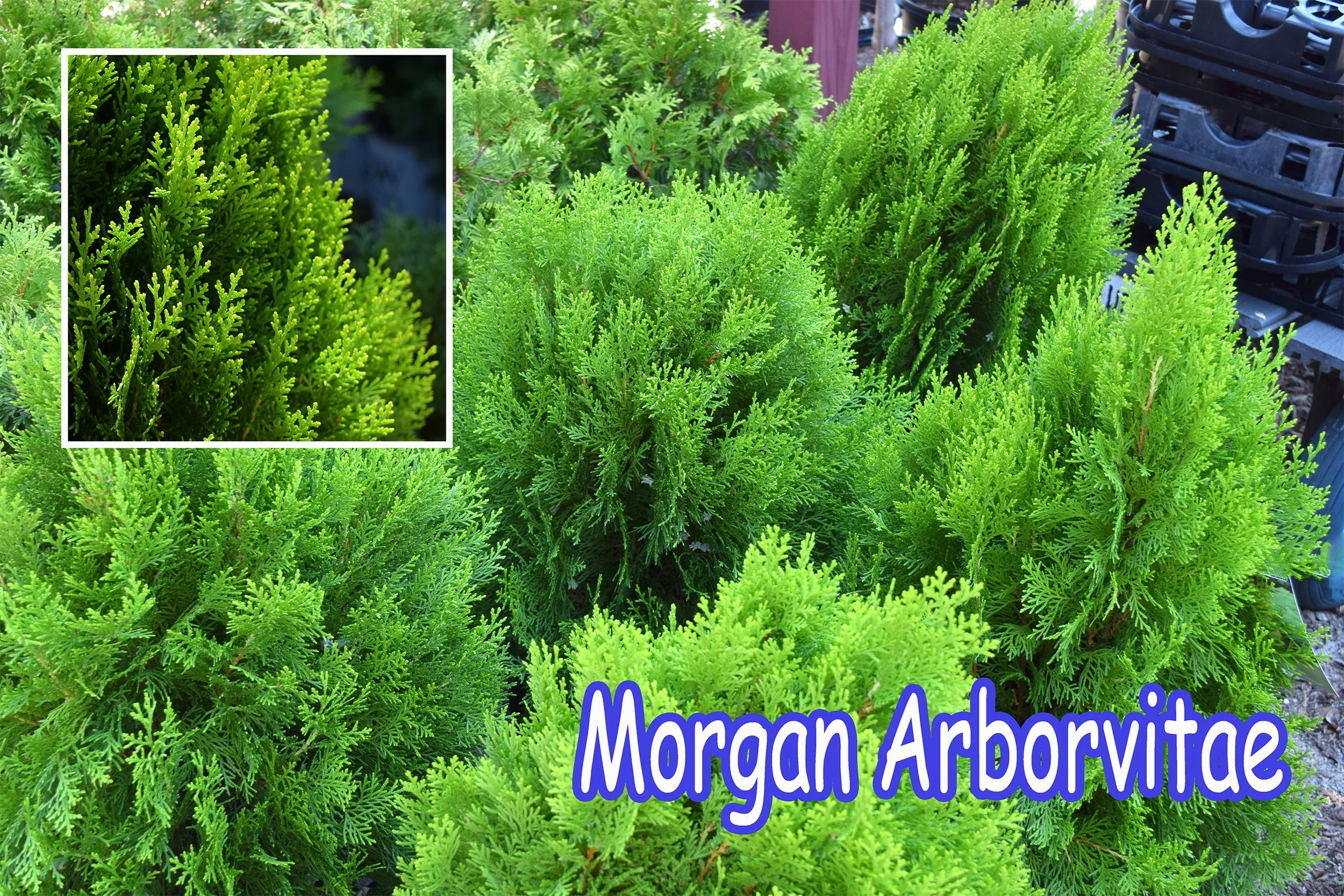 morgan arborvitae.jpg