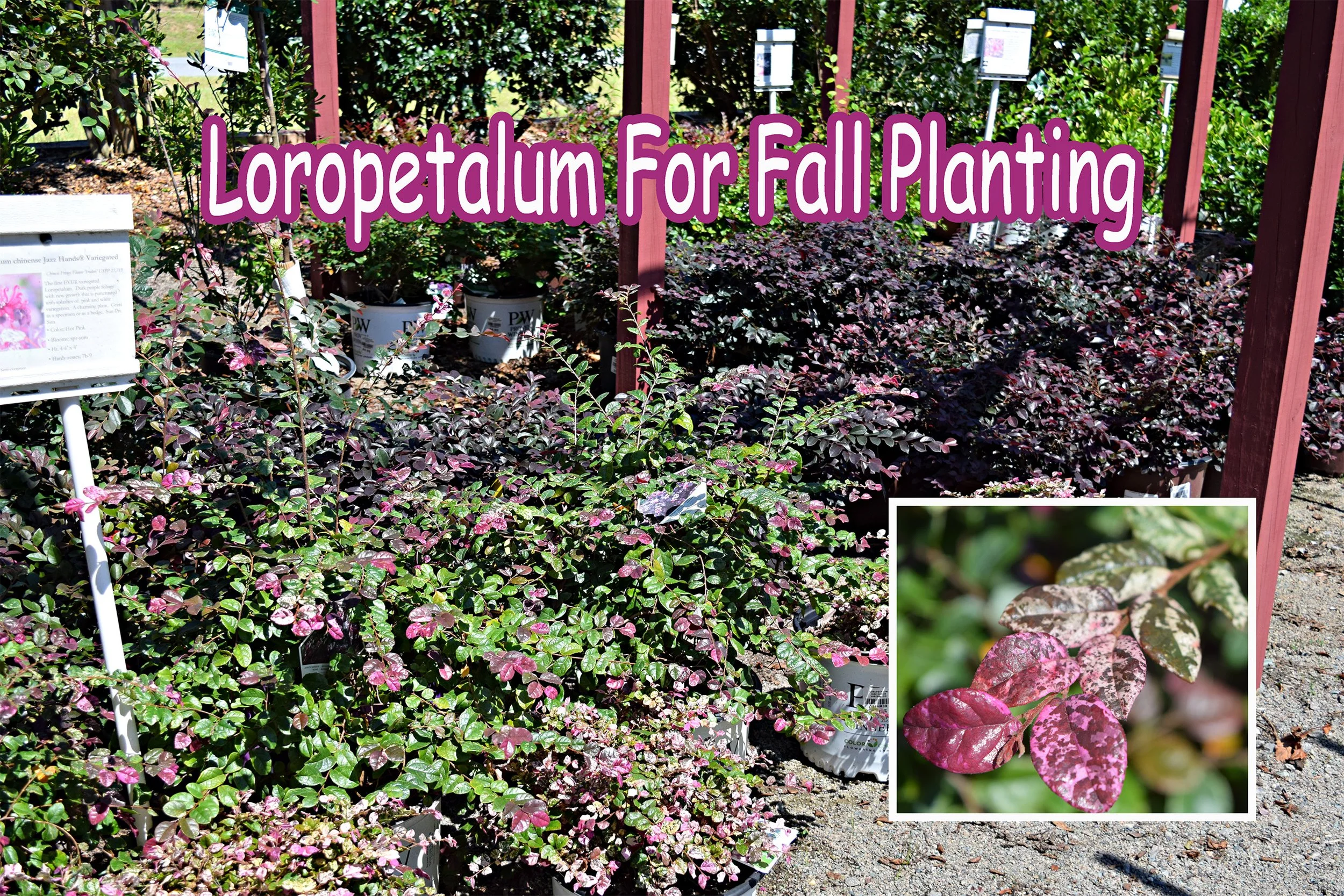 loropetalum.jpg