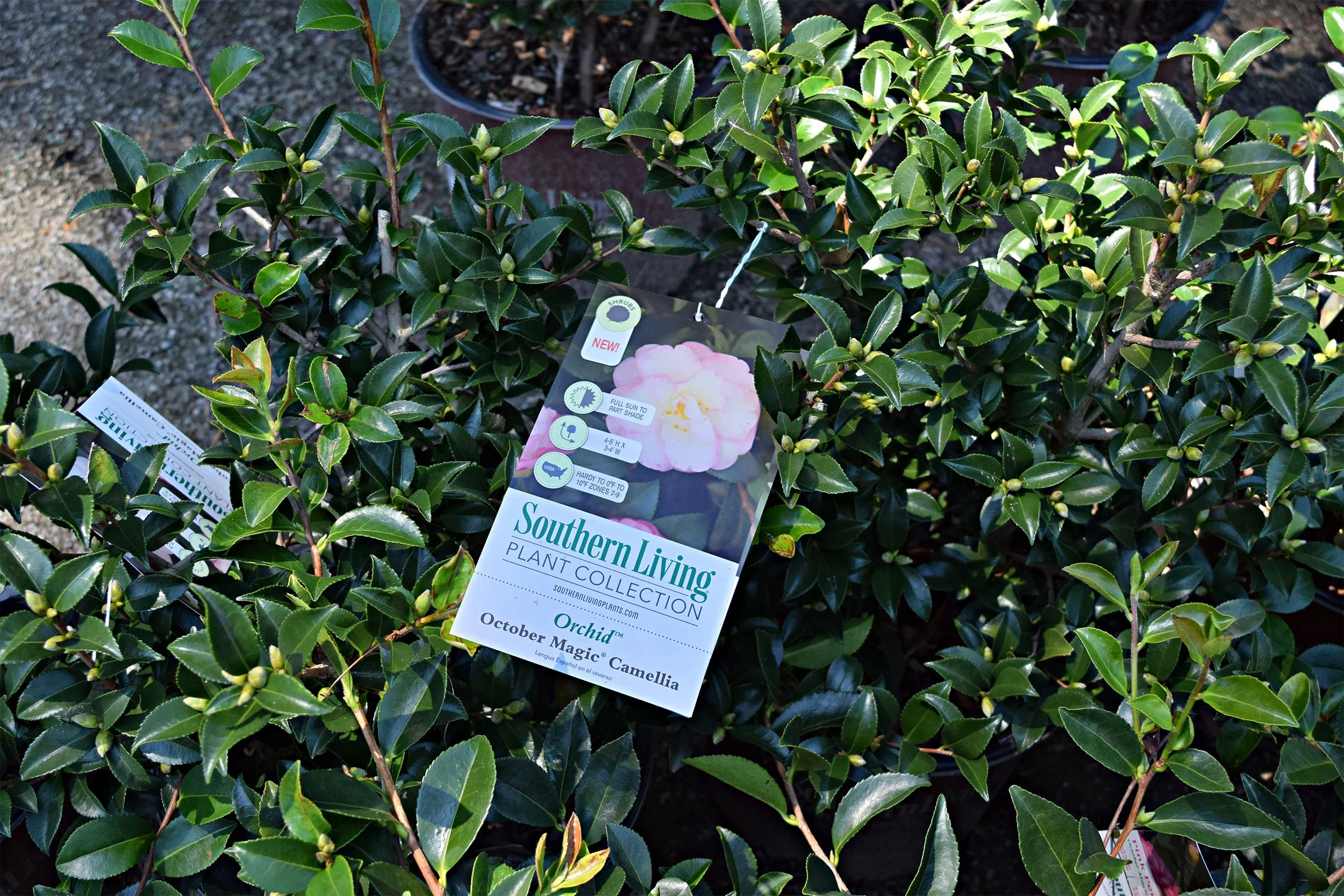 october magic orchid camellia.jpg